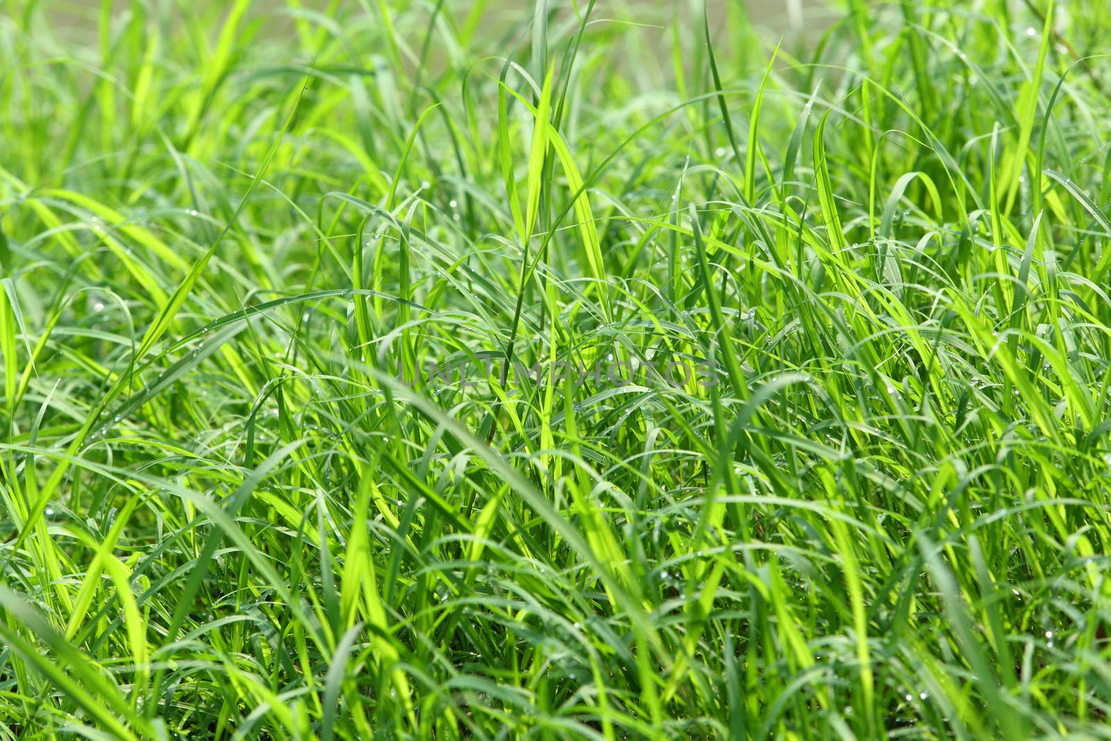 Green grass in morning sunlight