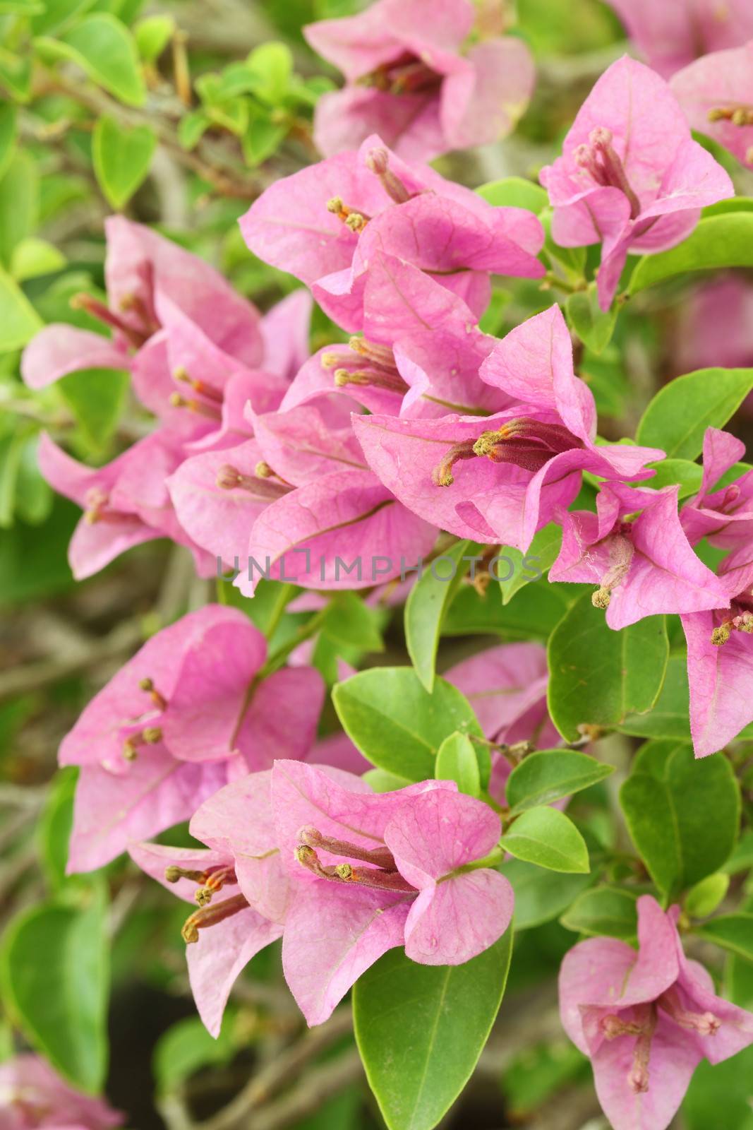 pink bougainvillaea flower is blooming