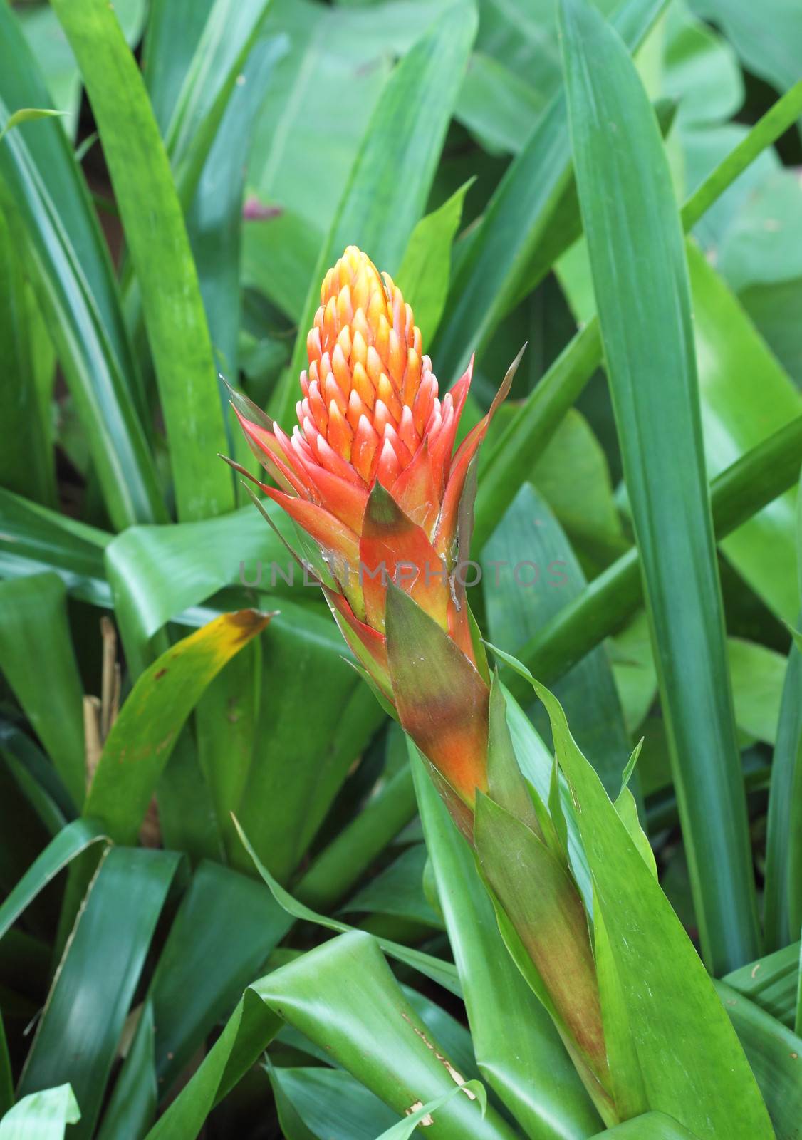 red pineapple flower, red bromeliad or billbergia pyramidalis