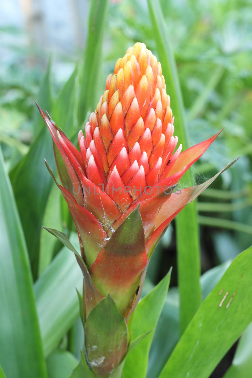 close up of red pineapple flower, red bromeliad or billbergia pyramidalis