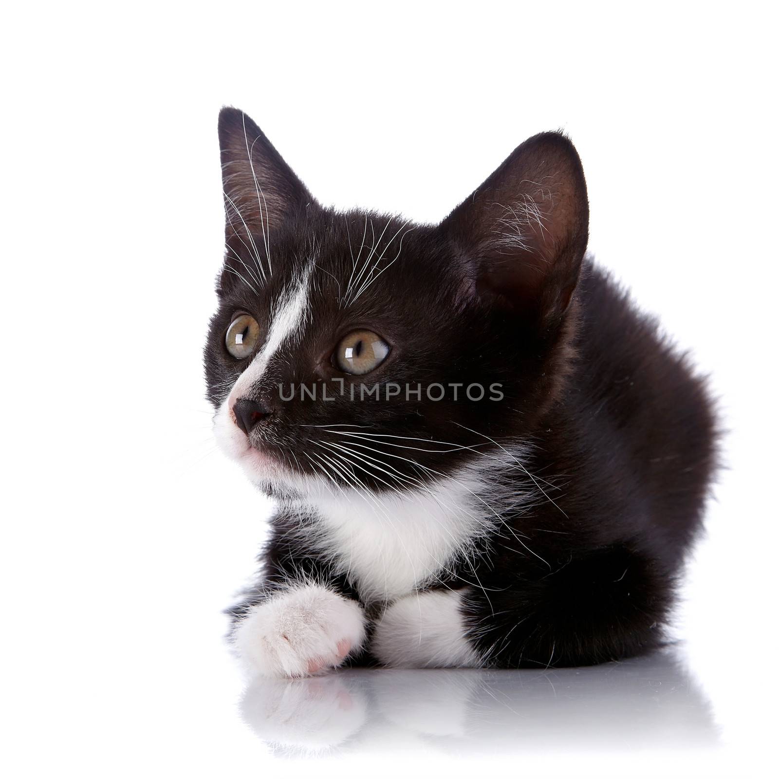 Black and white small kitten on a white background. by Azaliya