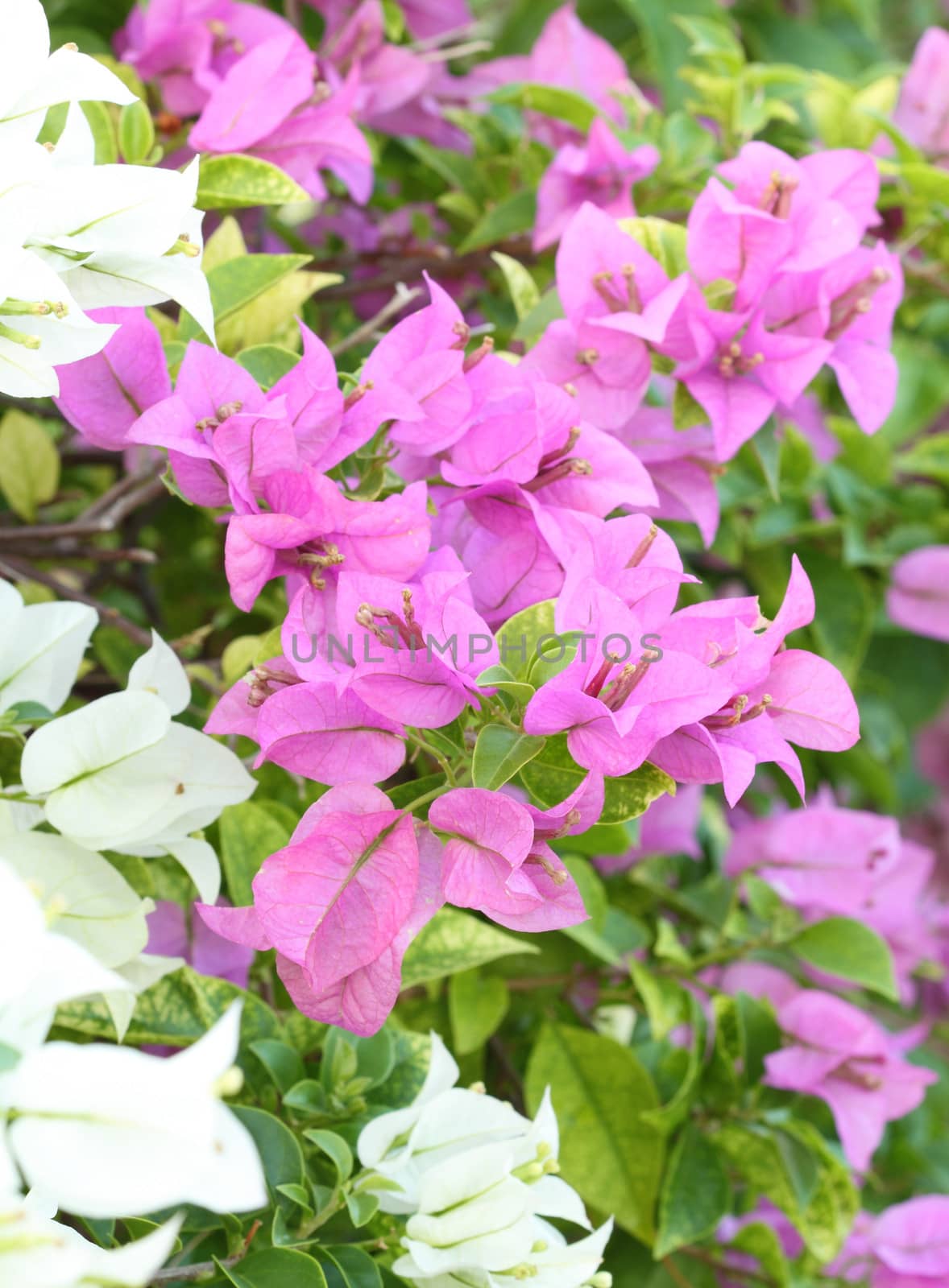 pink and white bougainvillaea is blooming by geargodz