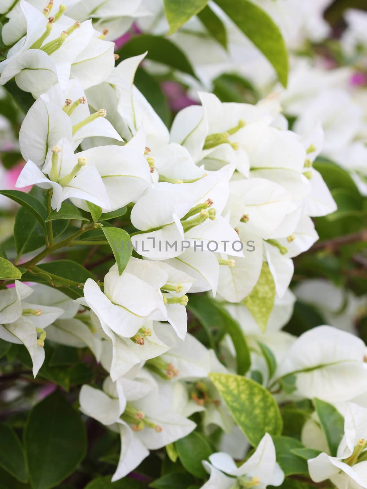 white bougainvillaea is blooming by geargodz