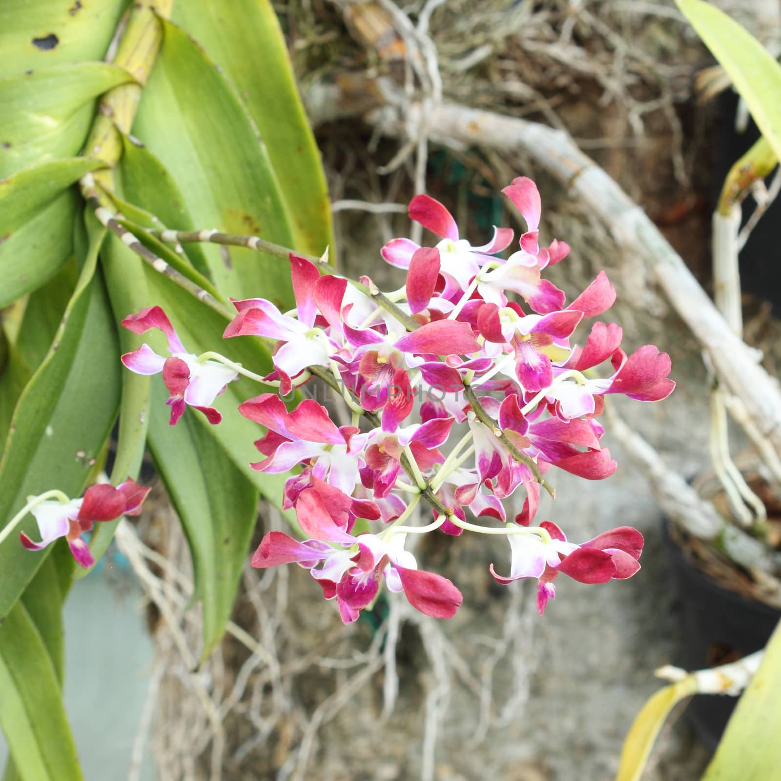 beautiful pink orchid flower by geargodz