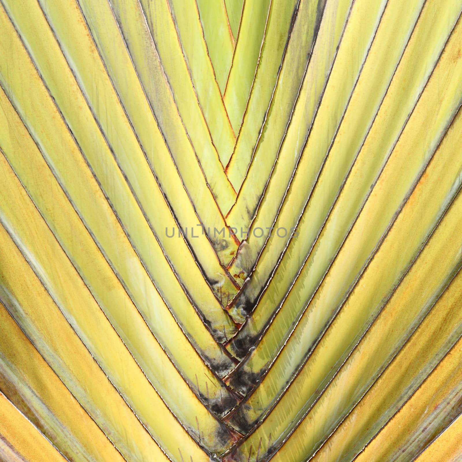 Beautiful shape of Travelers Palm Tree leaves (Ravenala madagascariensis)