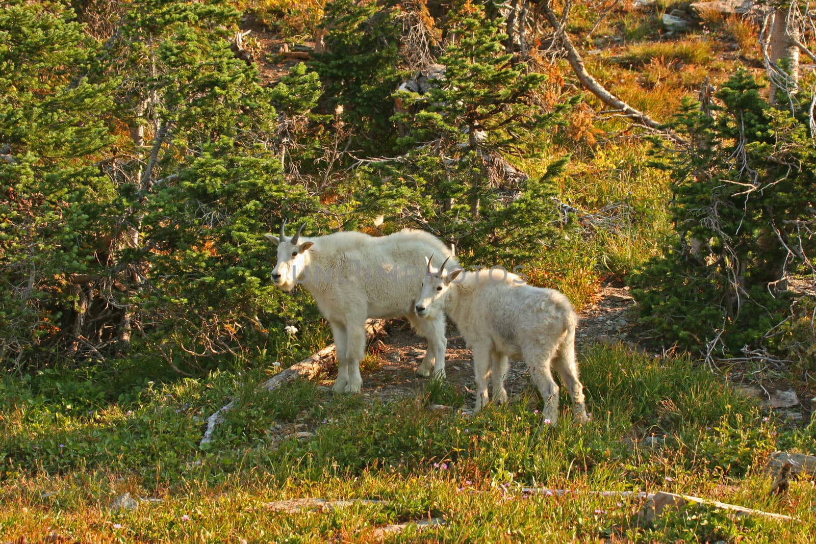 Mountain Goats by LoonChild