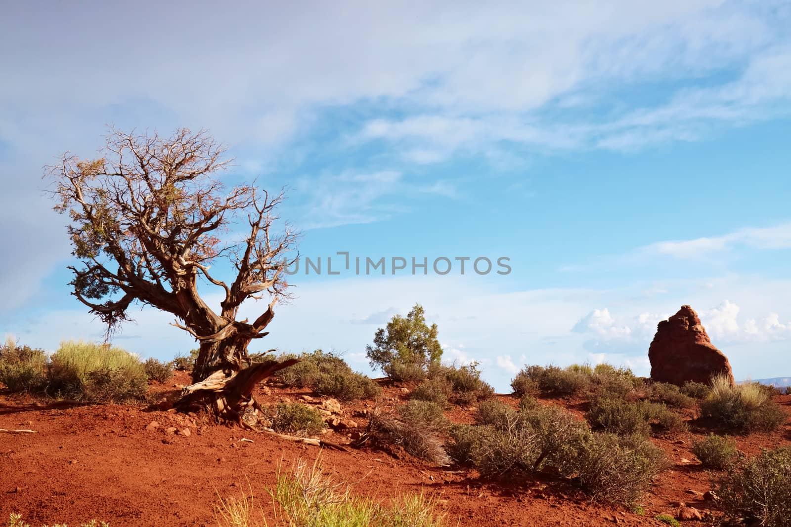 Desert Tree by LoonChild