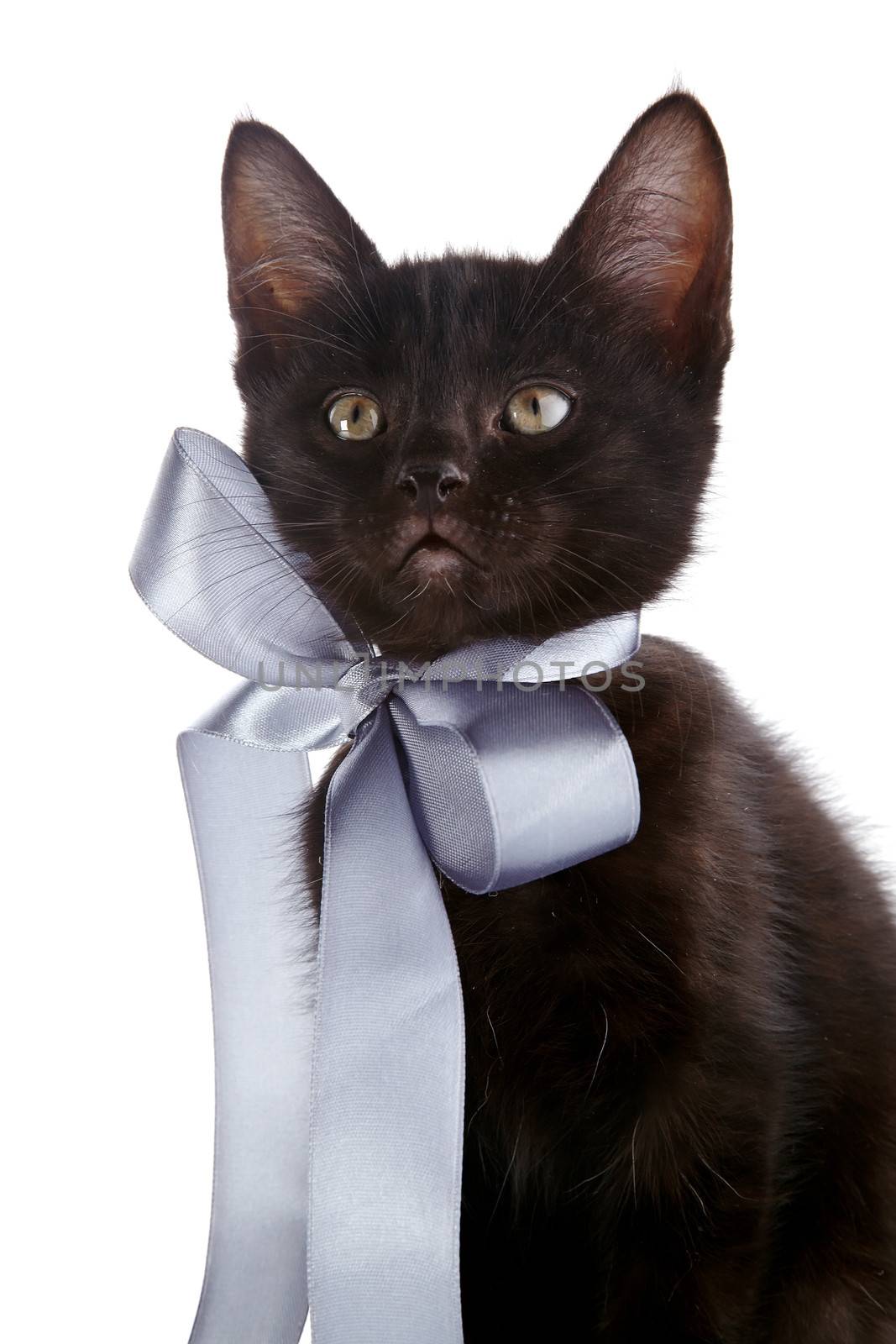 Portrait of a black kitten with a gray bow. by Azaliya