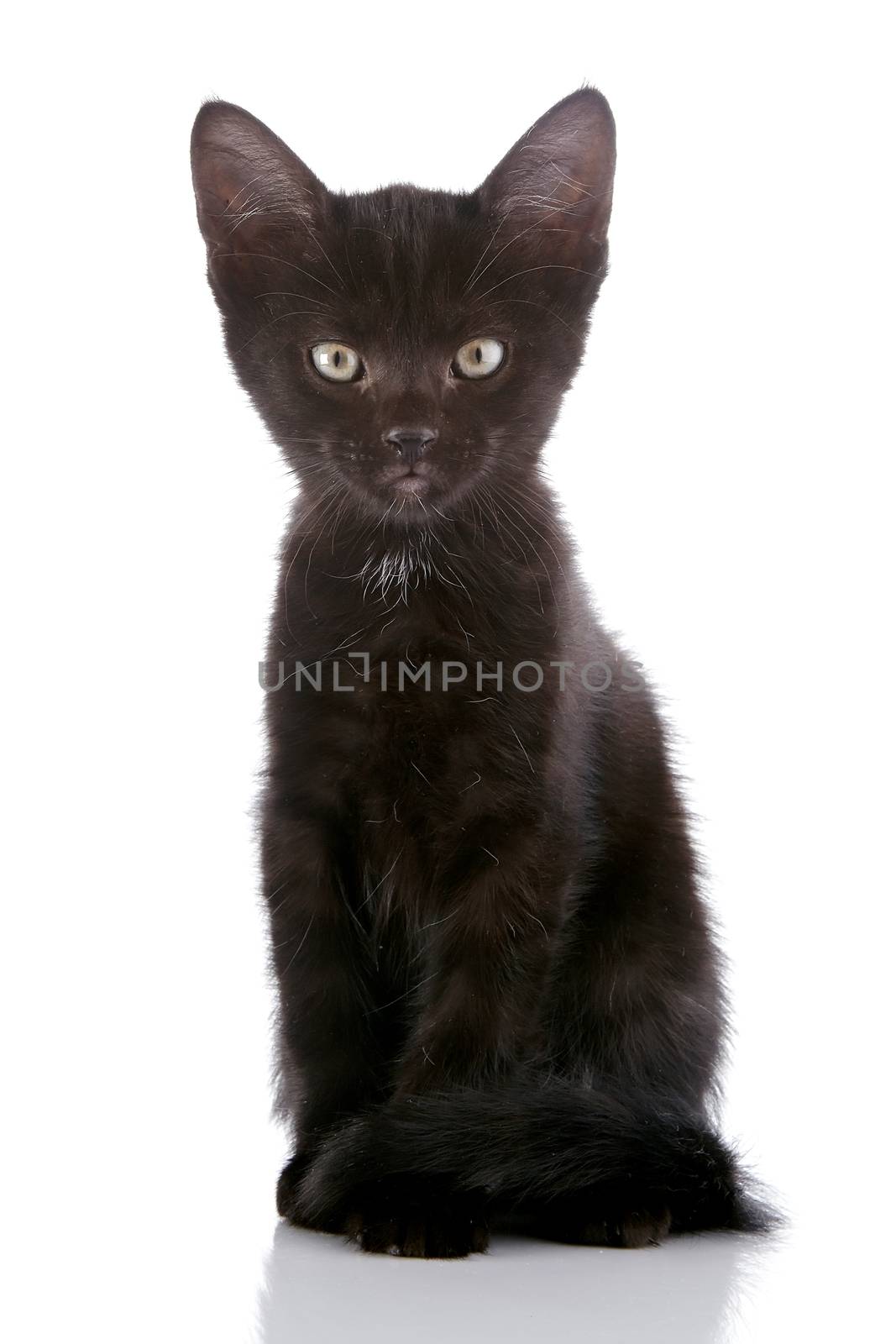 The black kitten. by Azaliya