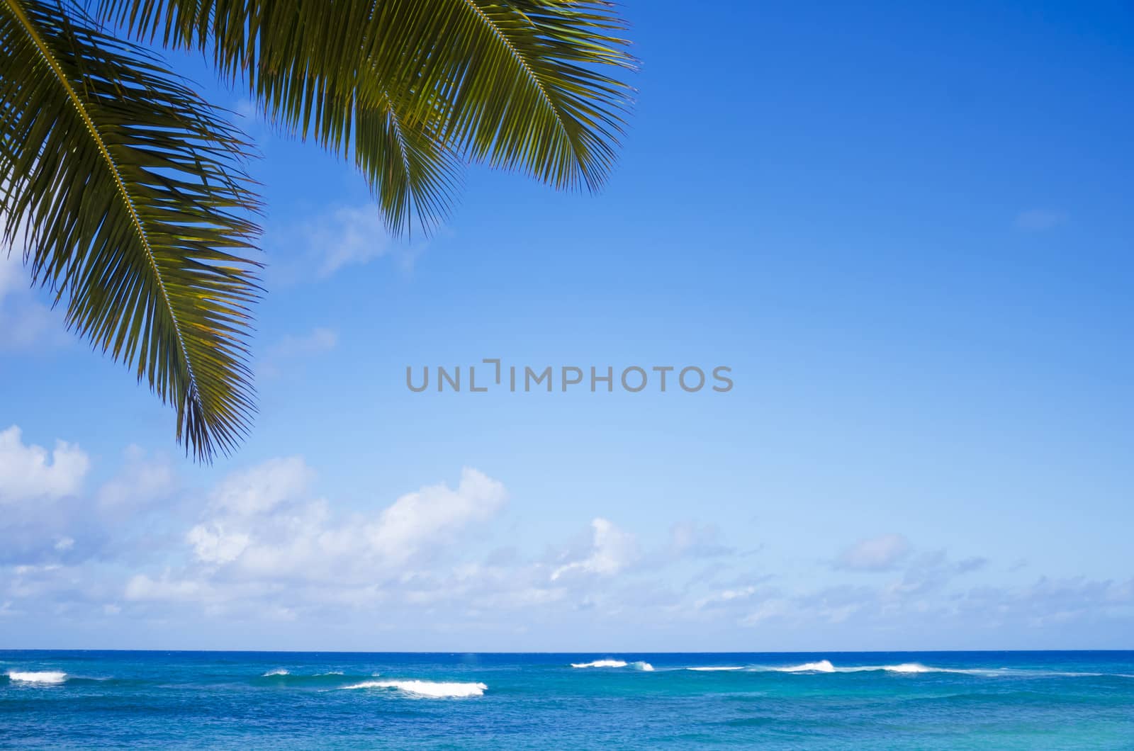 Palm leaves over Pacific ocean in sunny day on  Poipu beach in Hawaii, Kauai, USA