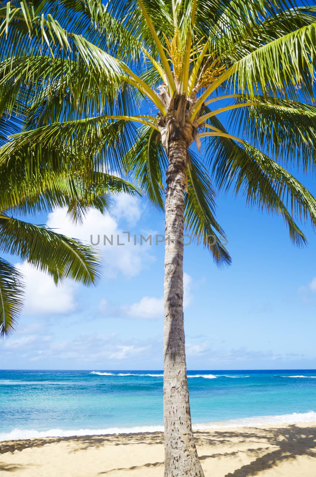 Coconut Palm tree on the sandy Poipu beach in Hawaii, Kauai