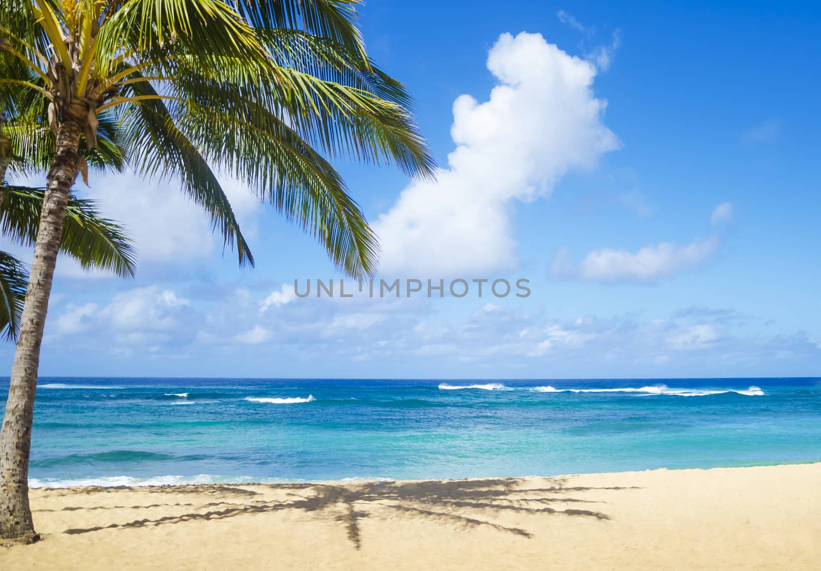 Coconut Palm tree on the sandy Poipu beach in Hawaii, Kauai