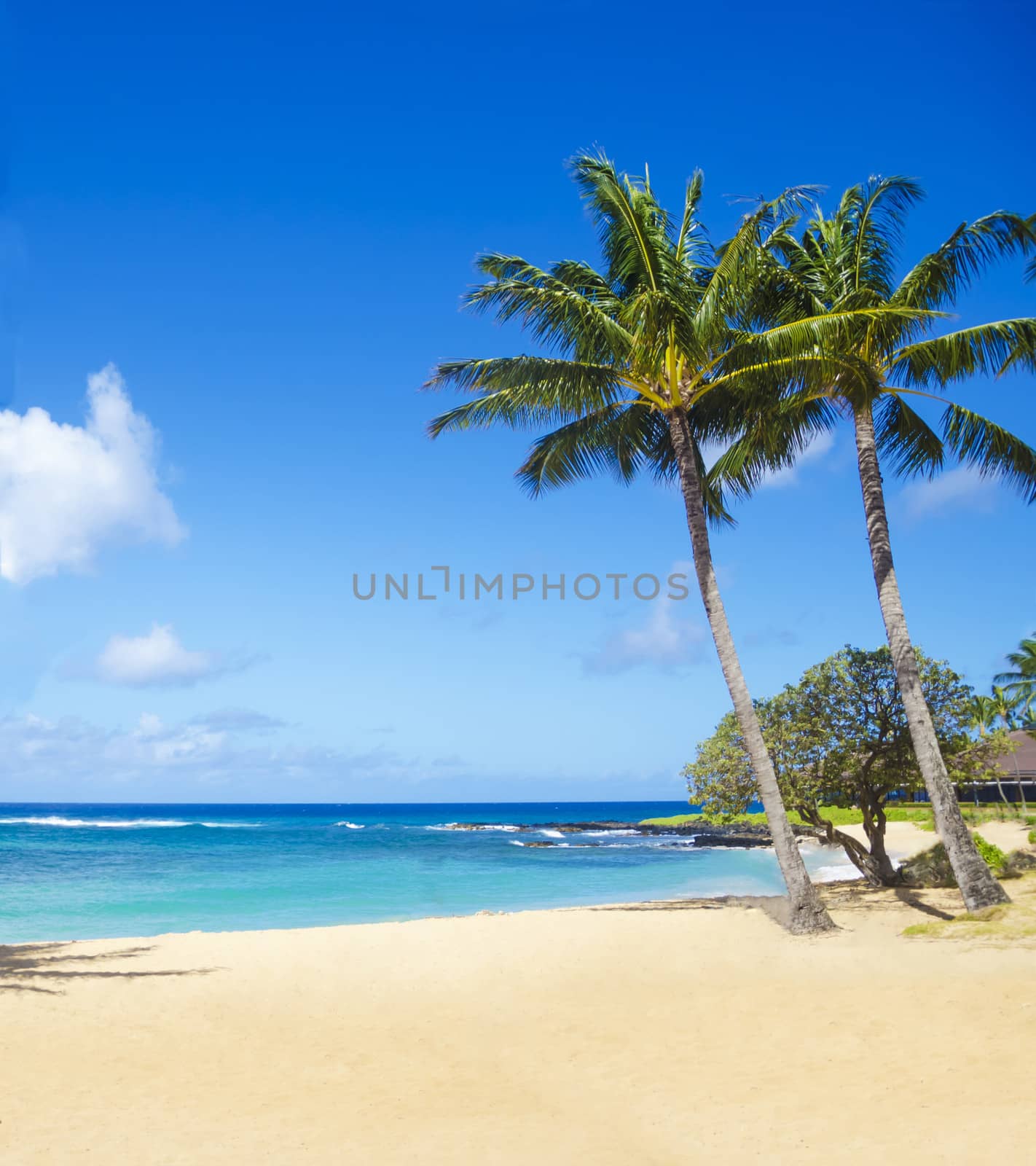 Palm trees on the sandy beach in Hawaii by EllenSmile