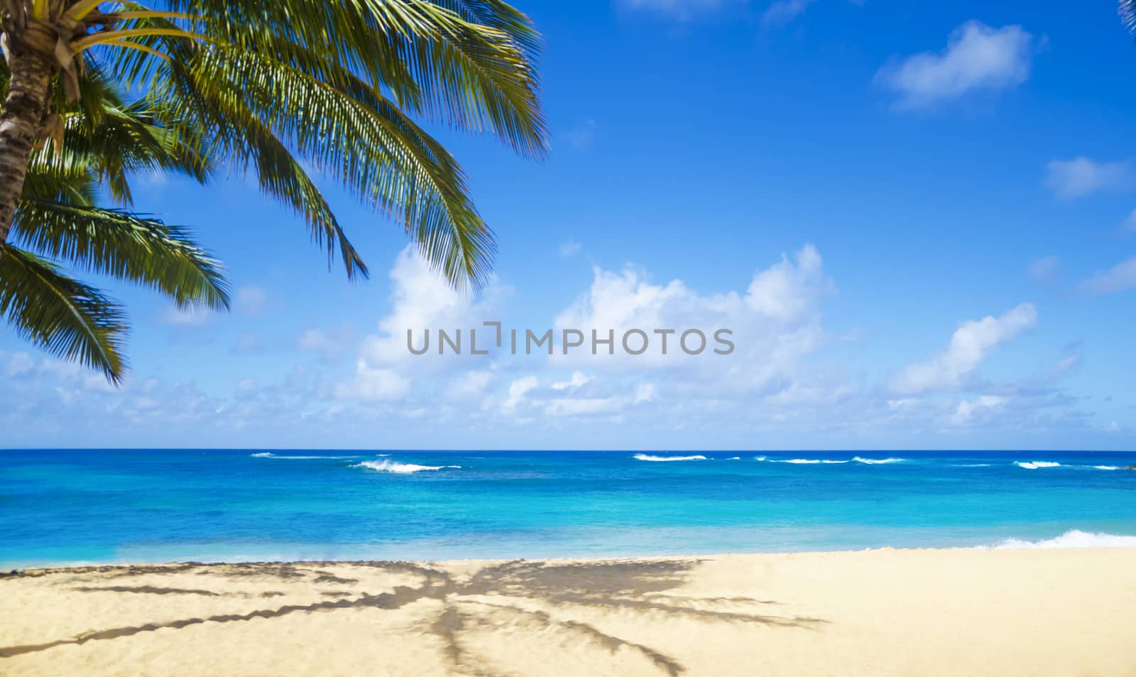 Coconut Palm tree on the sandy Poipu beach in Hawaii, Kauai