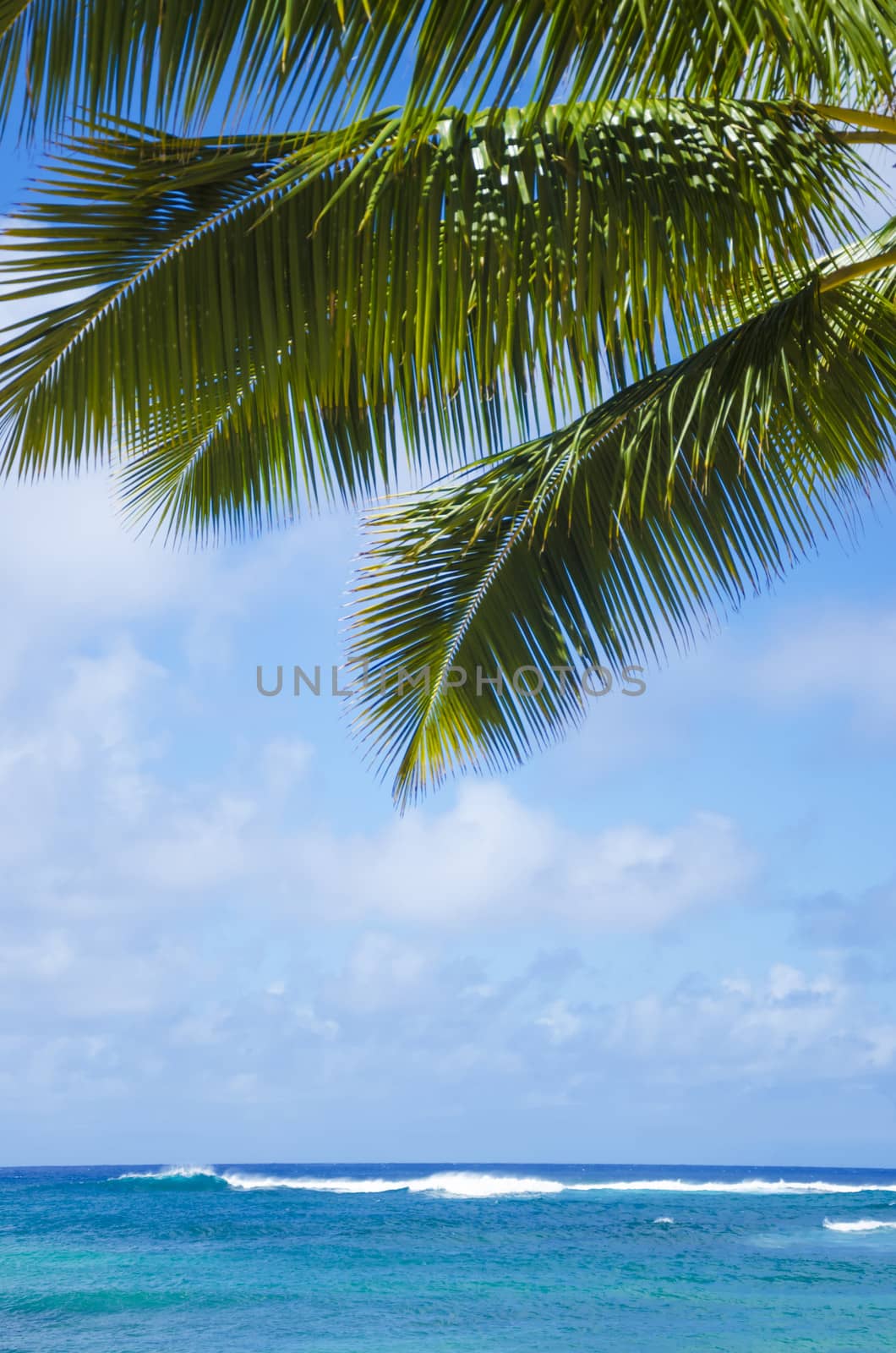 Palm leaves over Pacific ocean in sunny day on  Poipu beach in Hawaii, Kauai, USA