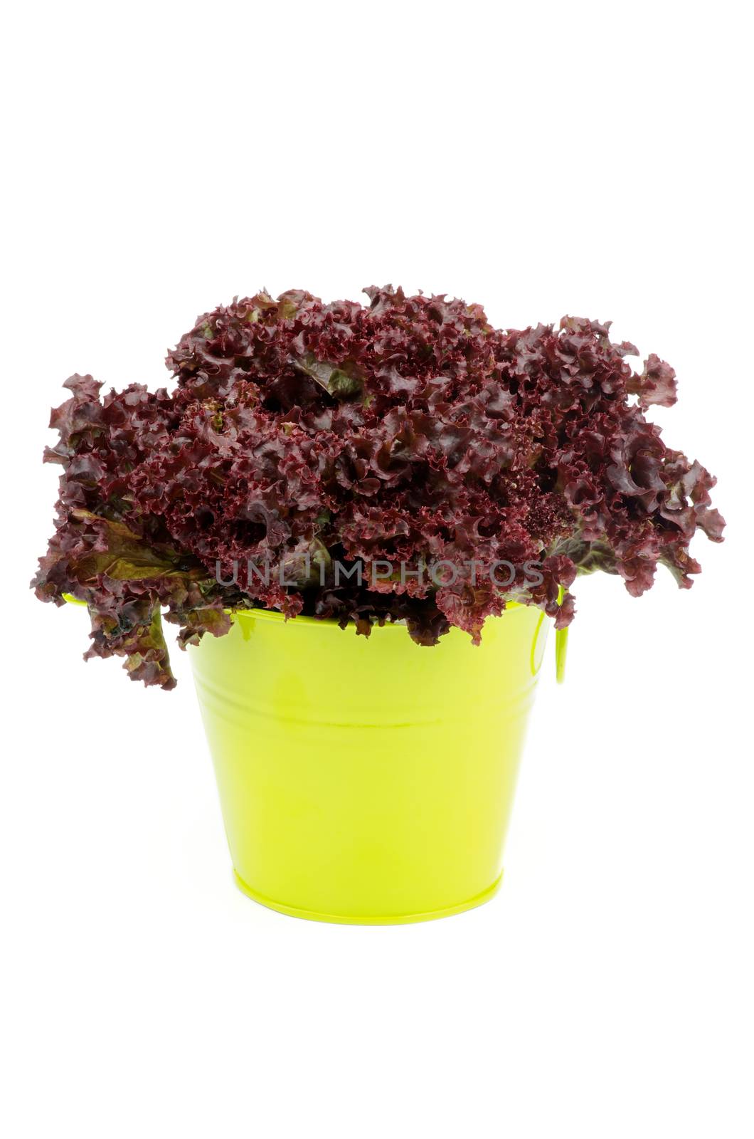 Lollo Rosso Lettuce by zhekos