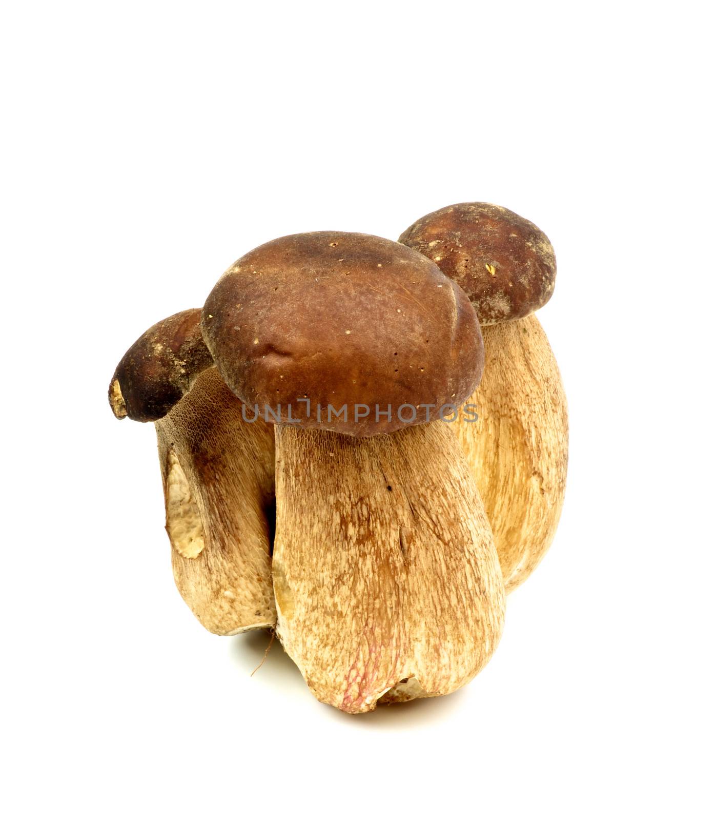 Three Porcini Mushrooms isolated on white background