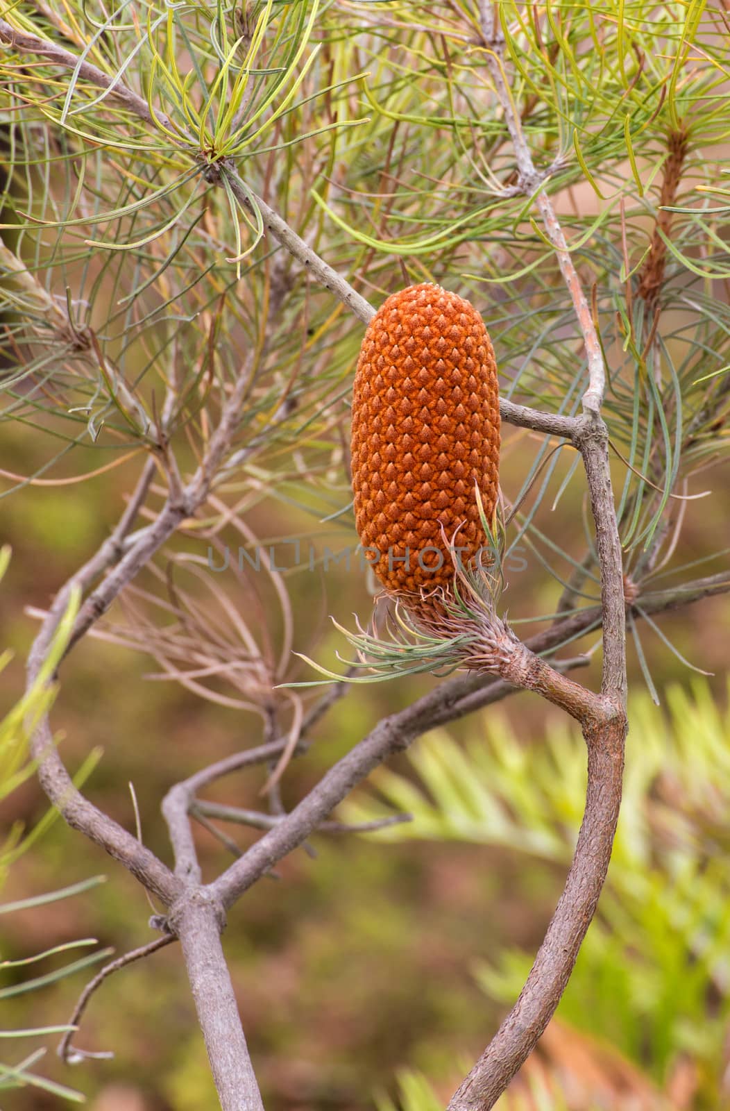 Single Upright Conifer Cone by wolterk