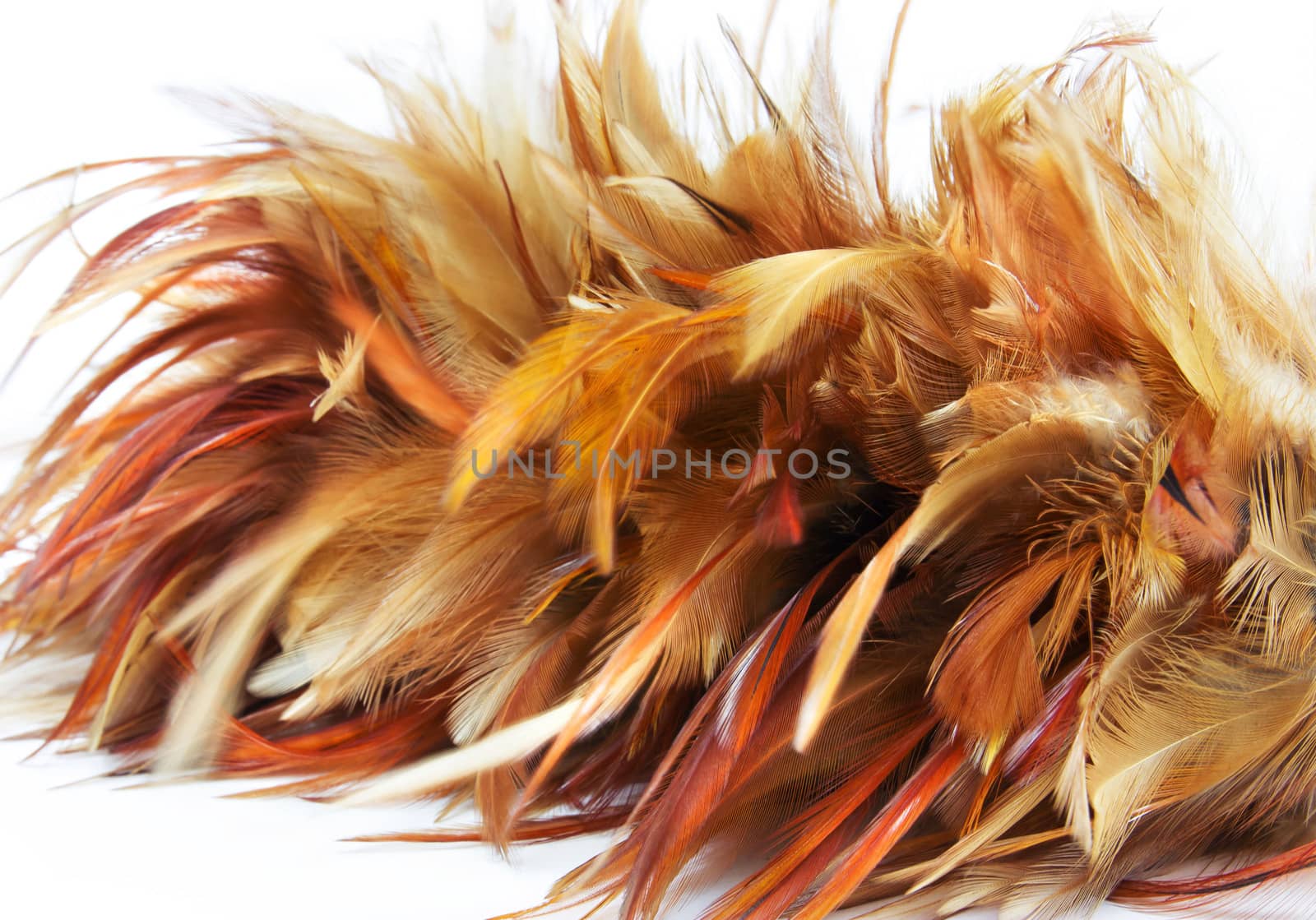 Feather duster on white background by sutipp11