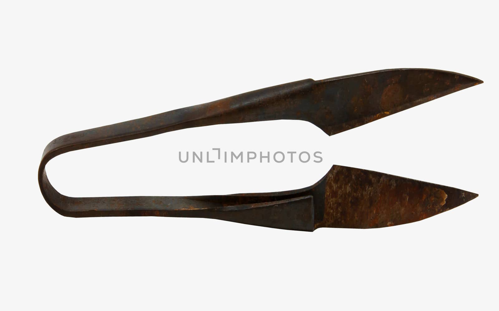 Old rusty sheep shearing scissors, isolated on white by sutipp11