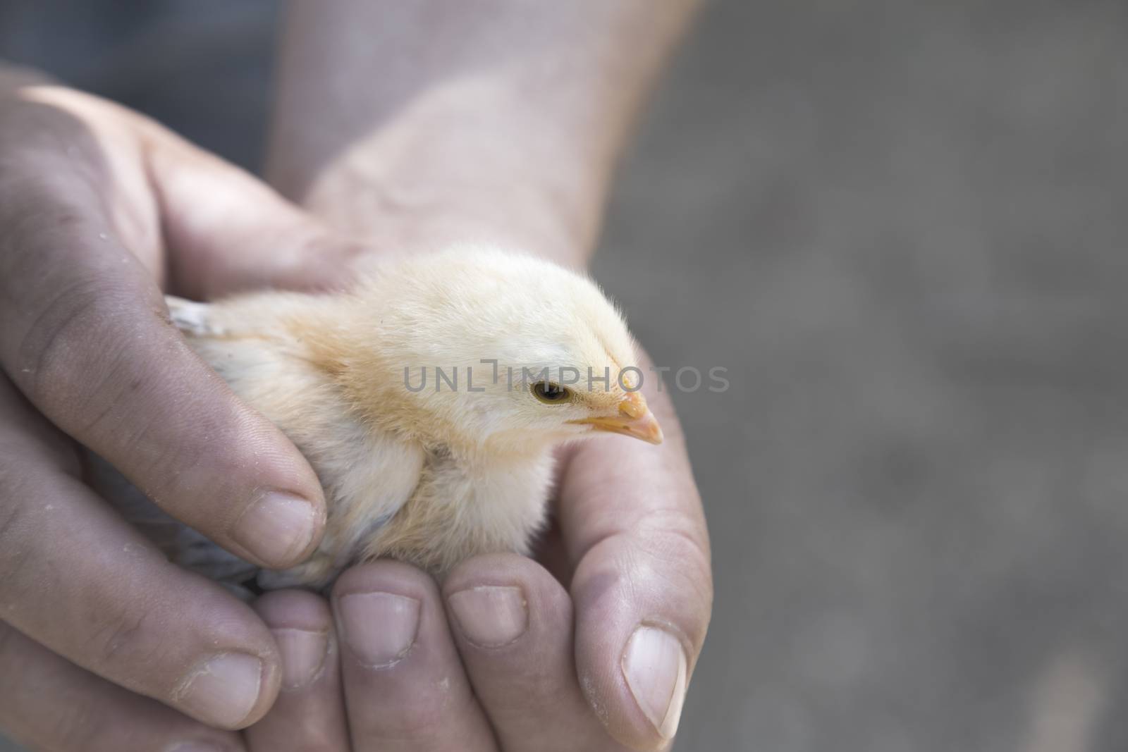 Farmer holding in hands a chick on grey background.