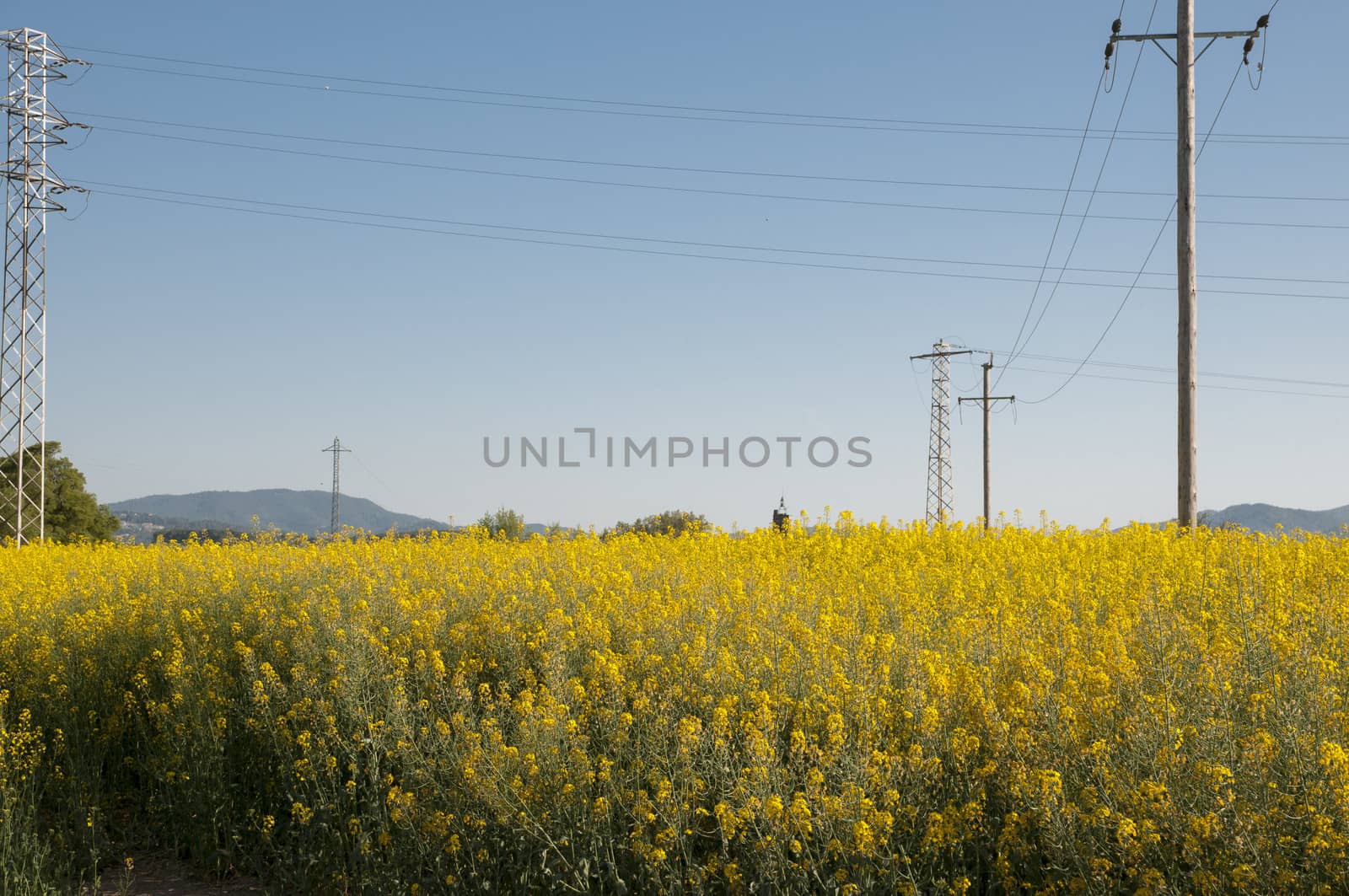 field of yellow flowers and long