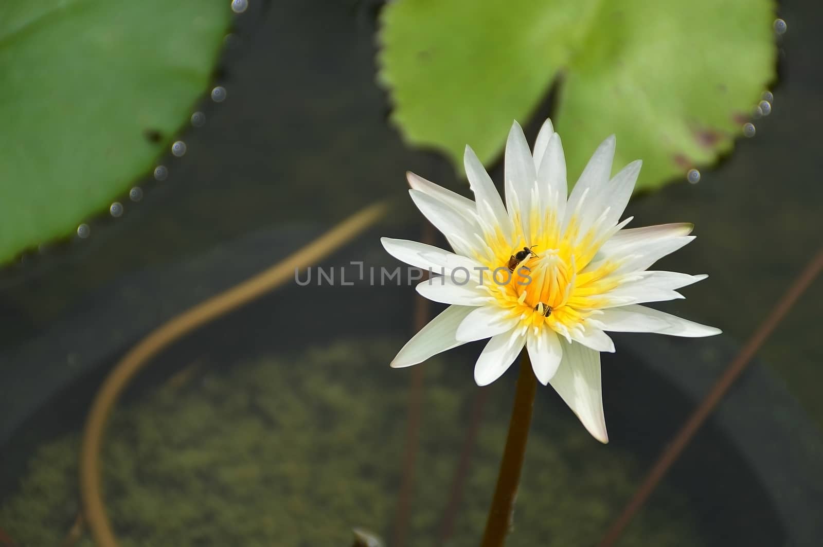 white lotus in pond by Lekchangply