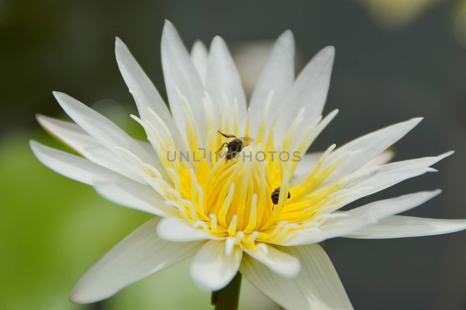 close up white lotus with bee insect on it