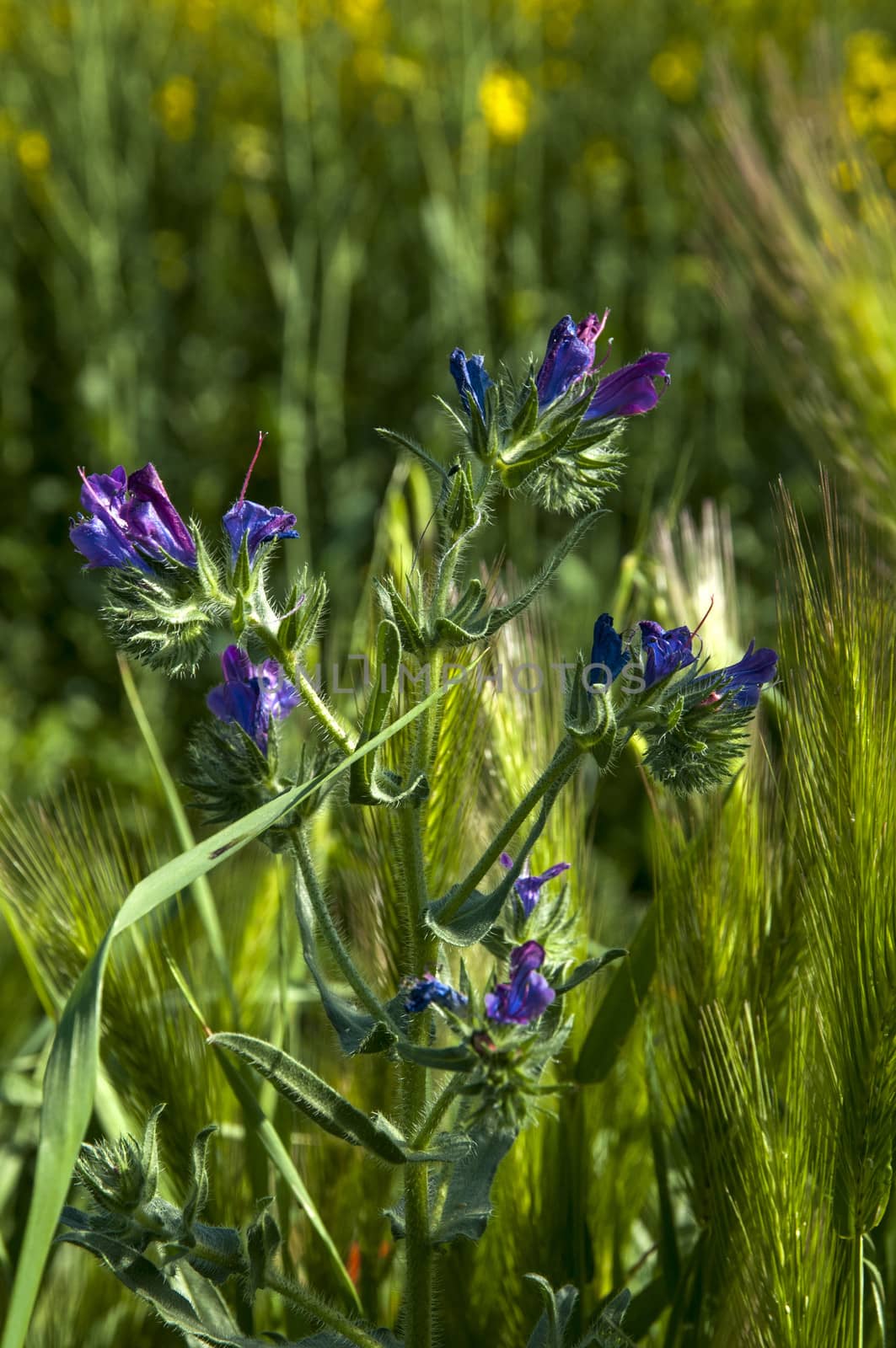 lilac flowers with the background field