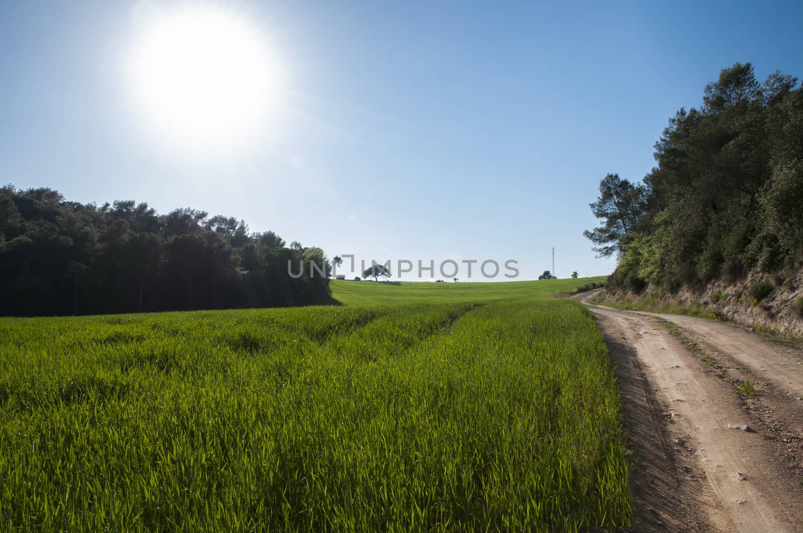 field of grass with trees and vegetation