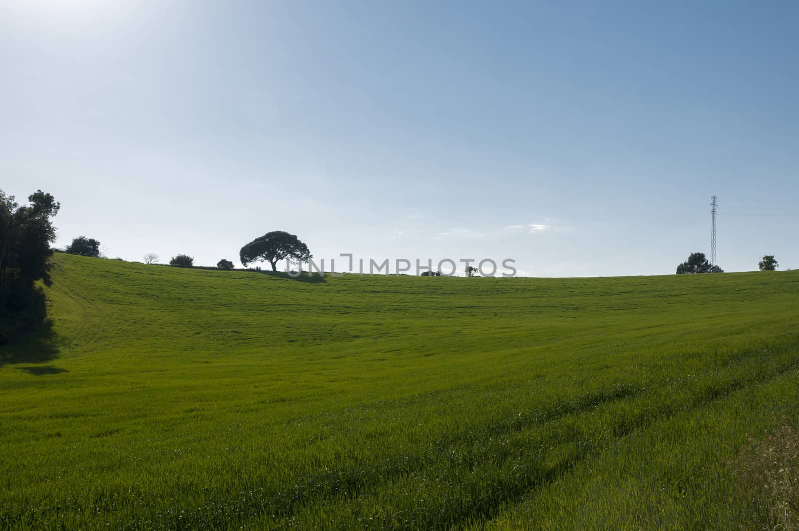 field of grass with trees and vegetation