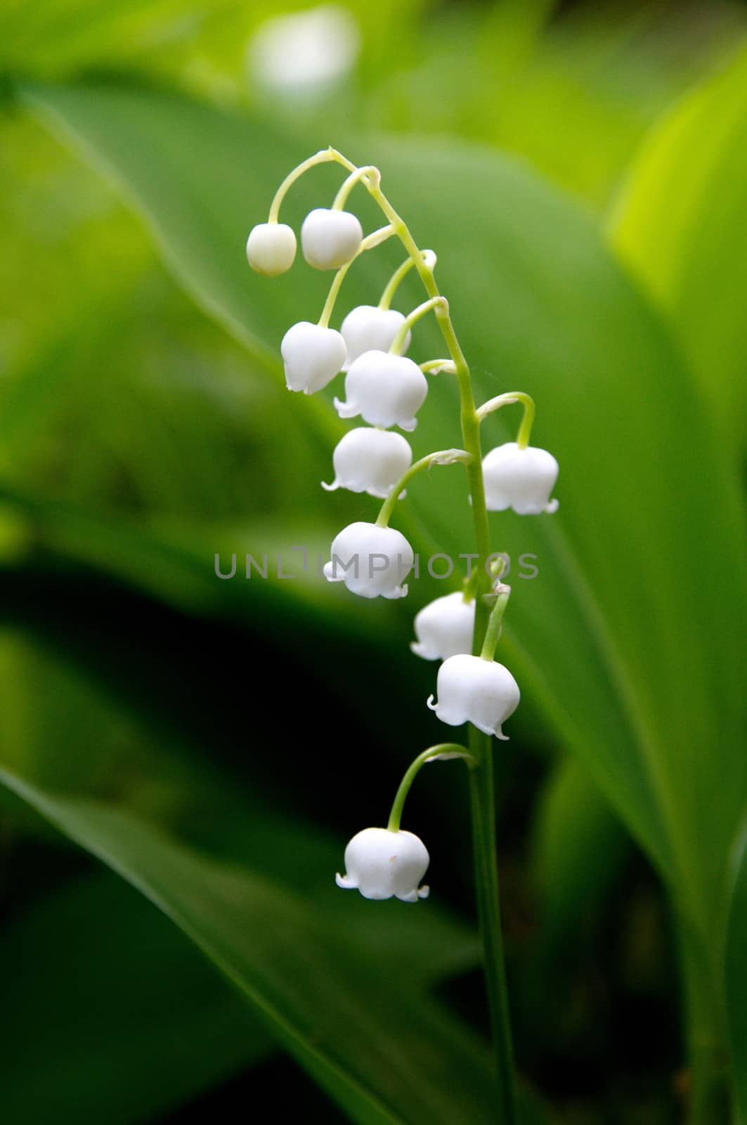 White bell flower