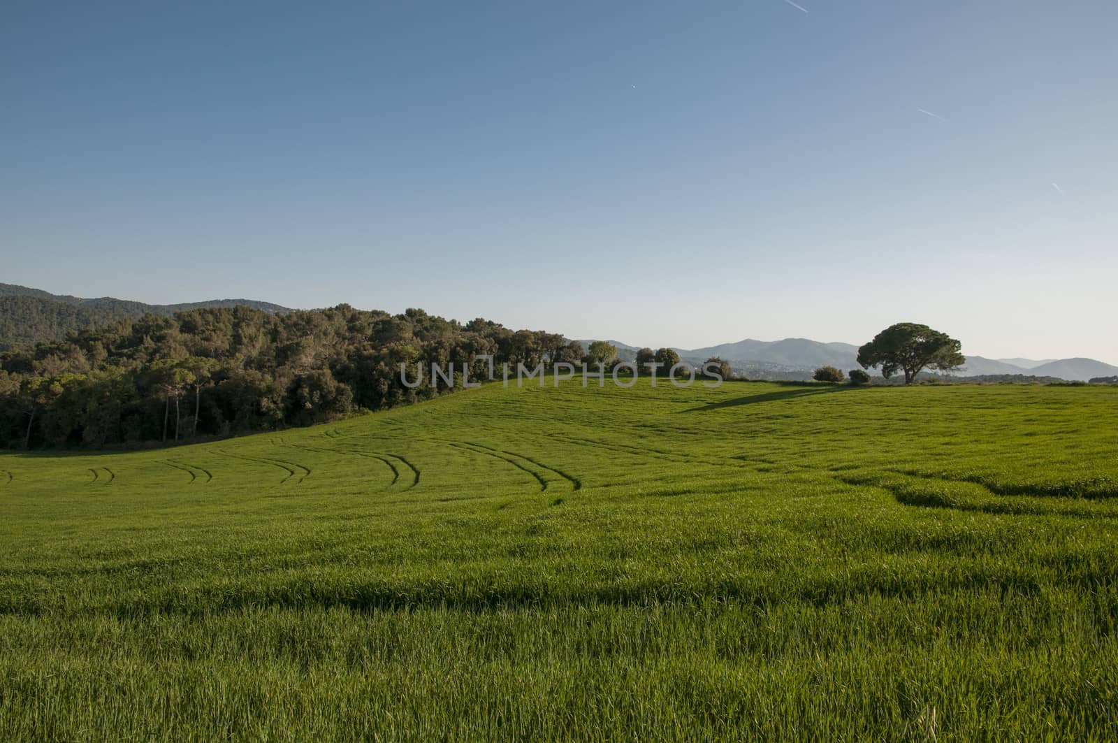 field of grass with trees and vegetation