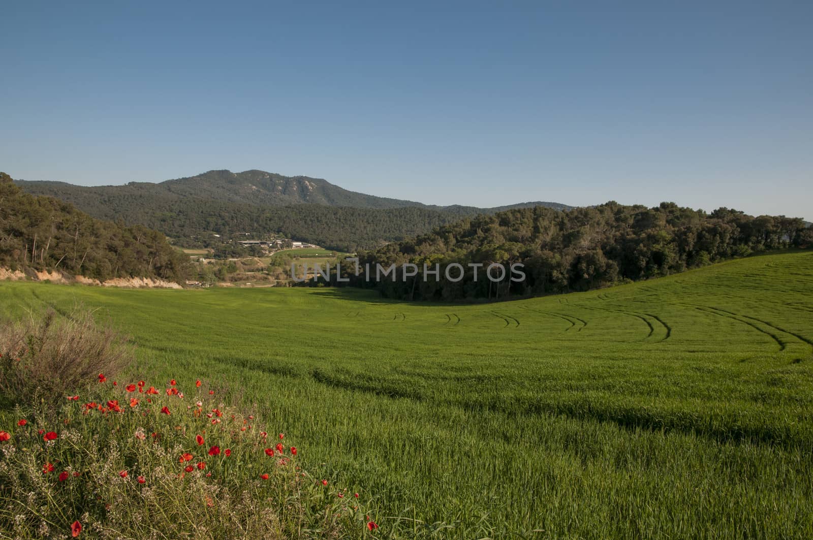 field of grass with trees and vegetation