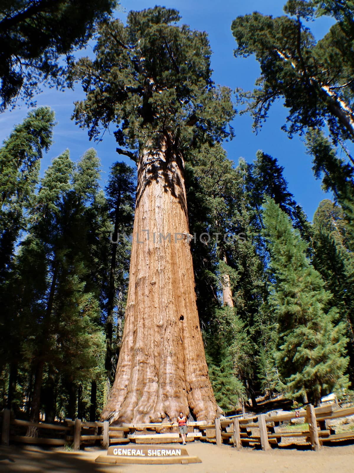 The General Sherman is a giant sequoia tree located in the Giant Forest of Sequoia National Park by anderm