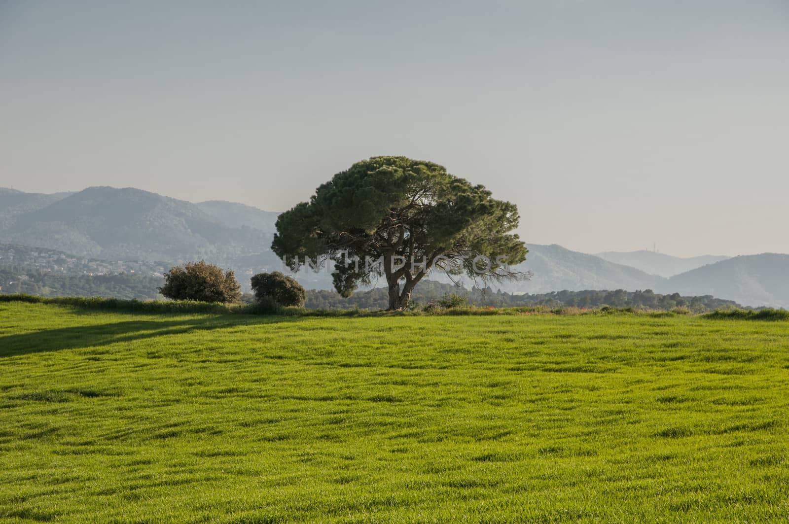 field of grass with trees and vegetation