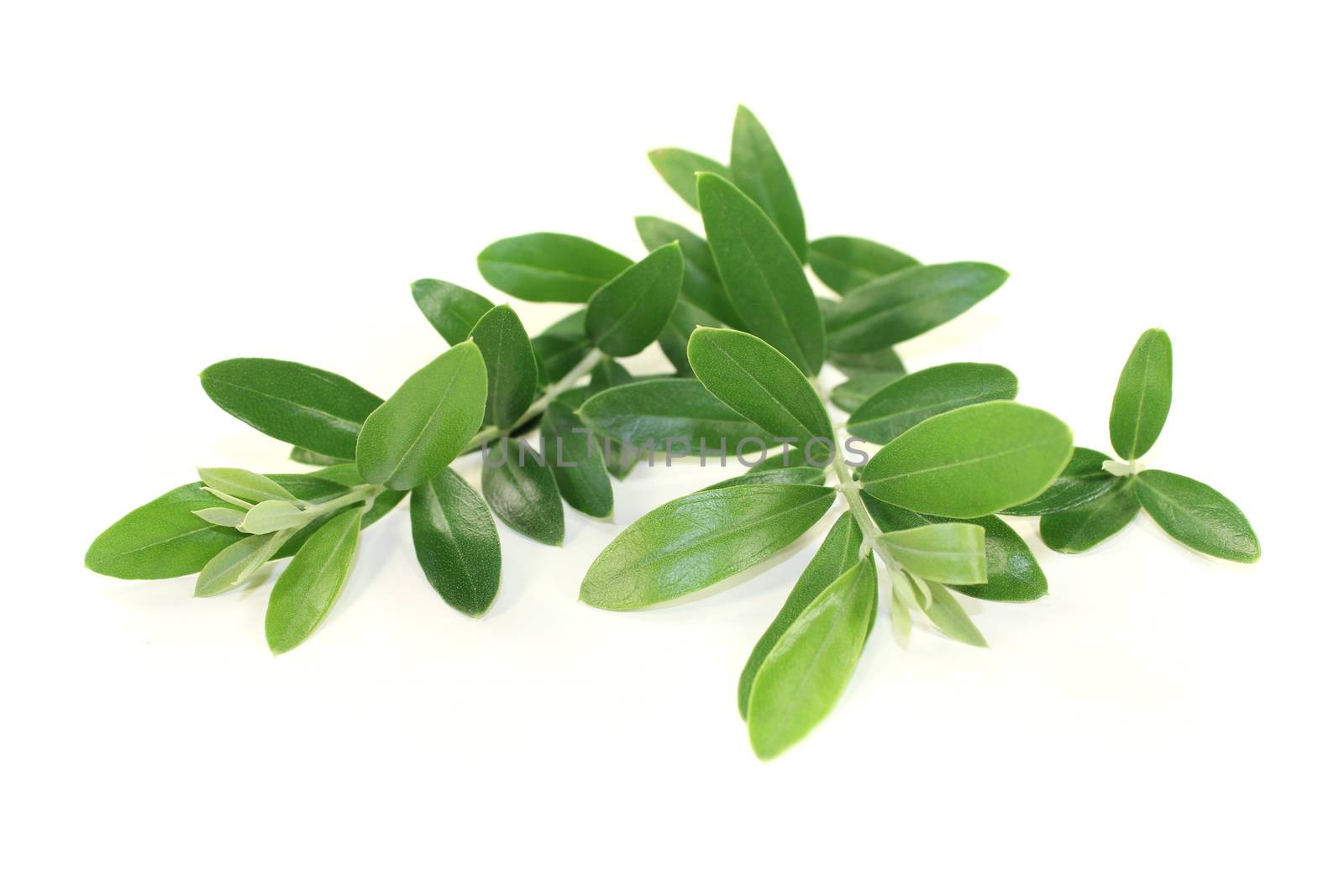 fresh green olive branches on a bright background