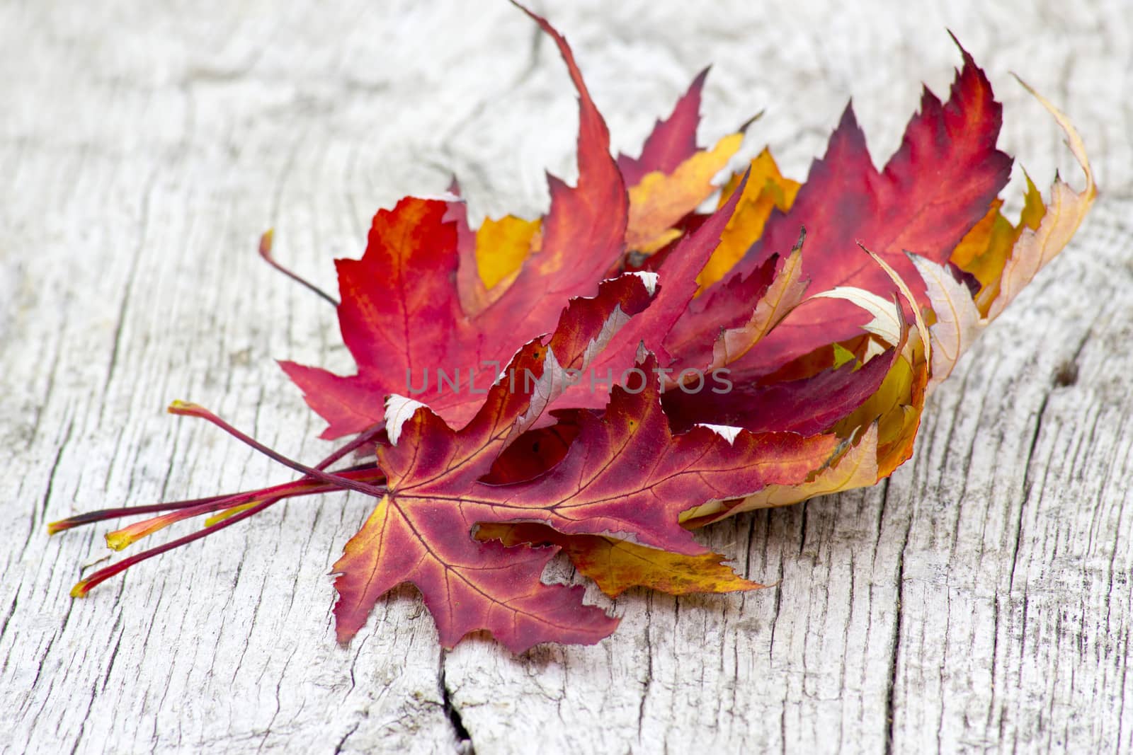 maple autumn leaves on old wooden background