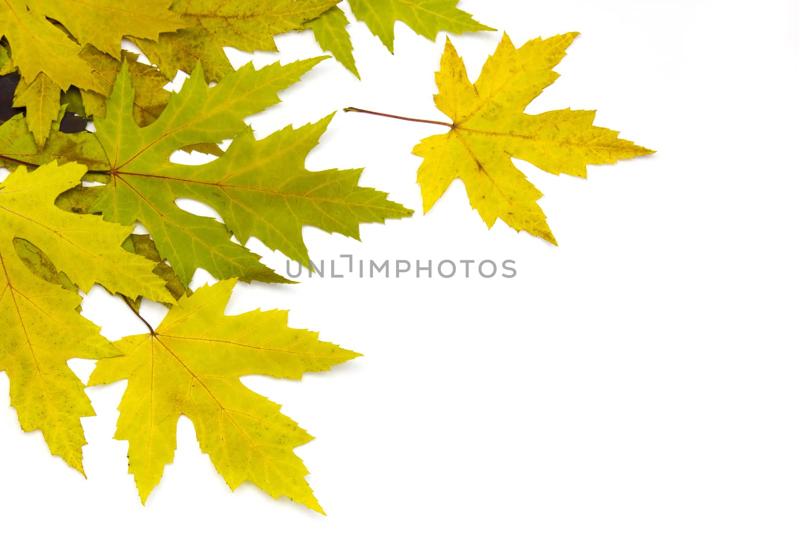 autumn maple leaves