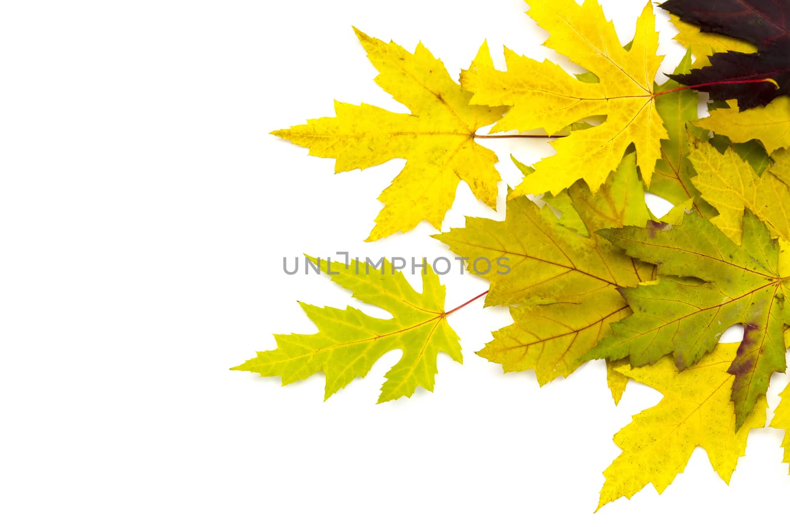 autumn maple leaves