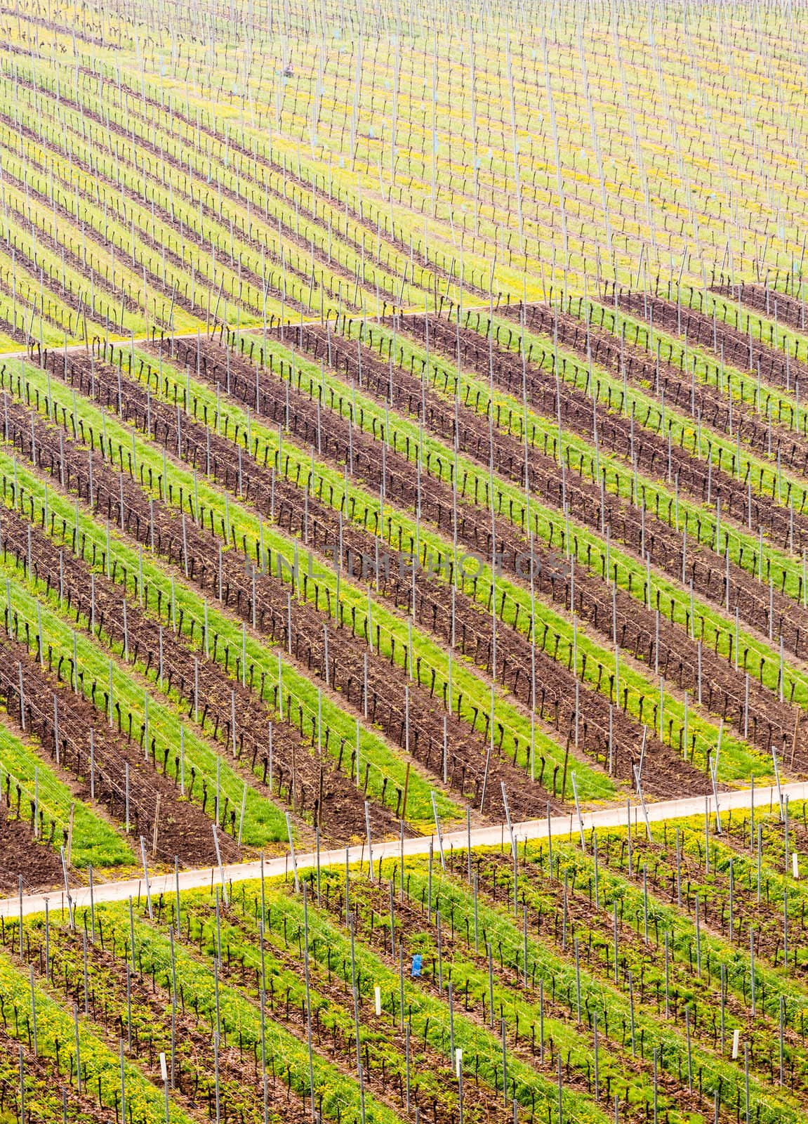 Pattern of rows of grape vines in vineyard in Castell Germany in spring as the first buds appear on the old vine as the leaders are tied to the wire framework