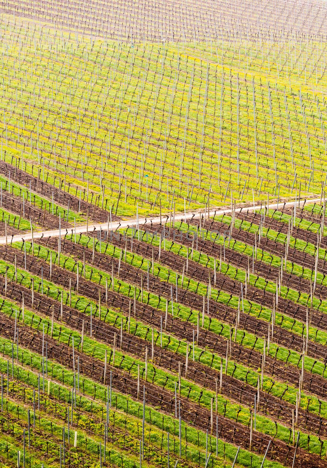 Pattern of rows of grape vines in vineyard in Castell Germany in spring as the first buds appear on the old vine as the leaders are tied to the wire framework