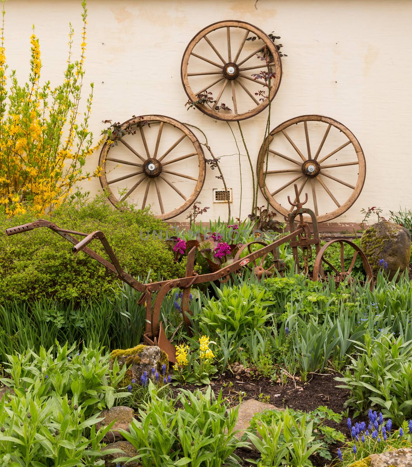 Three old wooden cart wheels fastened to wall by rural garden with rusting iron plow or plough among the flowers and plants