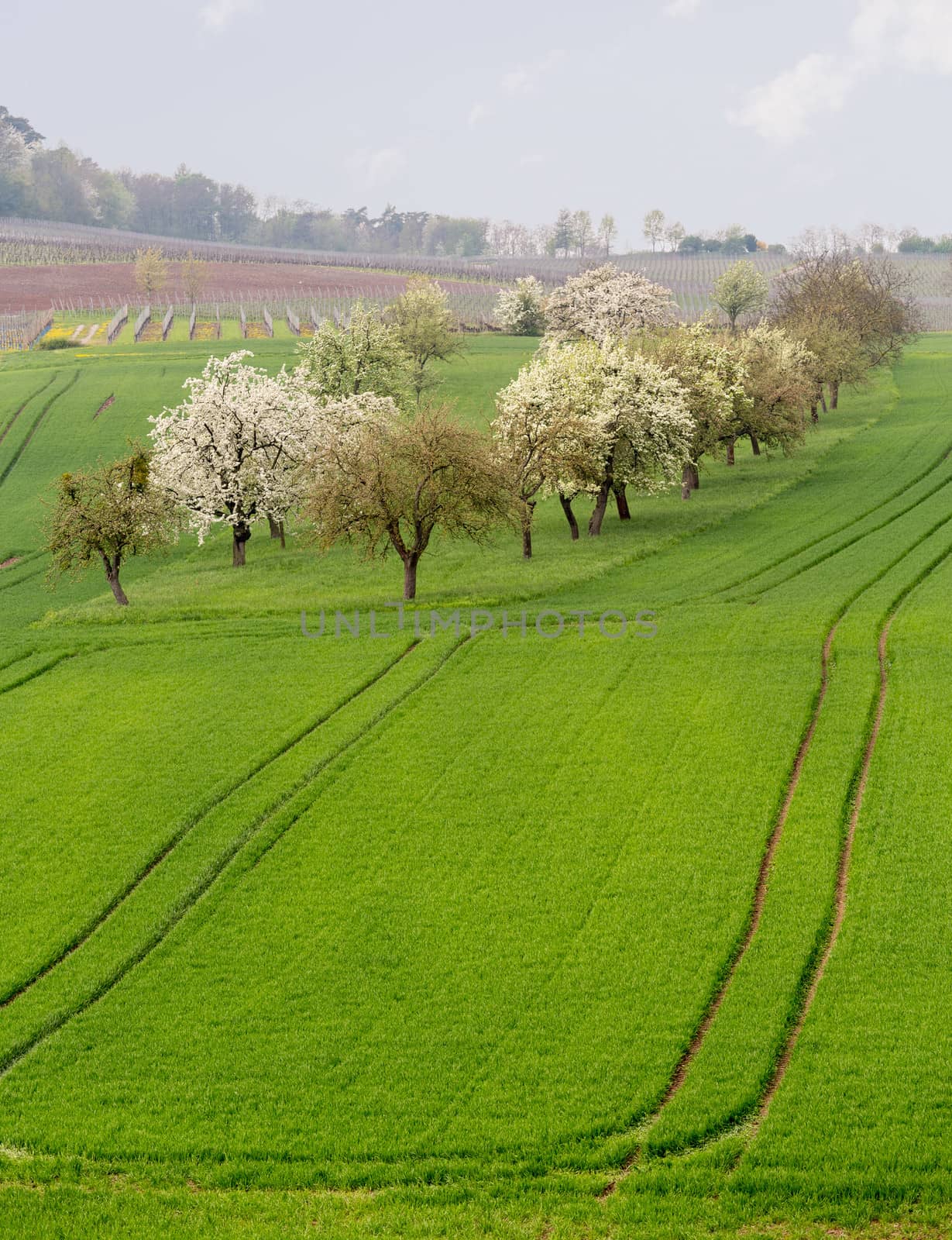 Pattern of rows of grape vines in vineyard in Castell Germany above the old apple orchard in plowed fields of farmland in Bavaria Germany