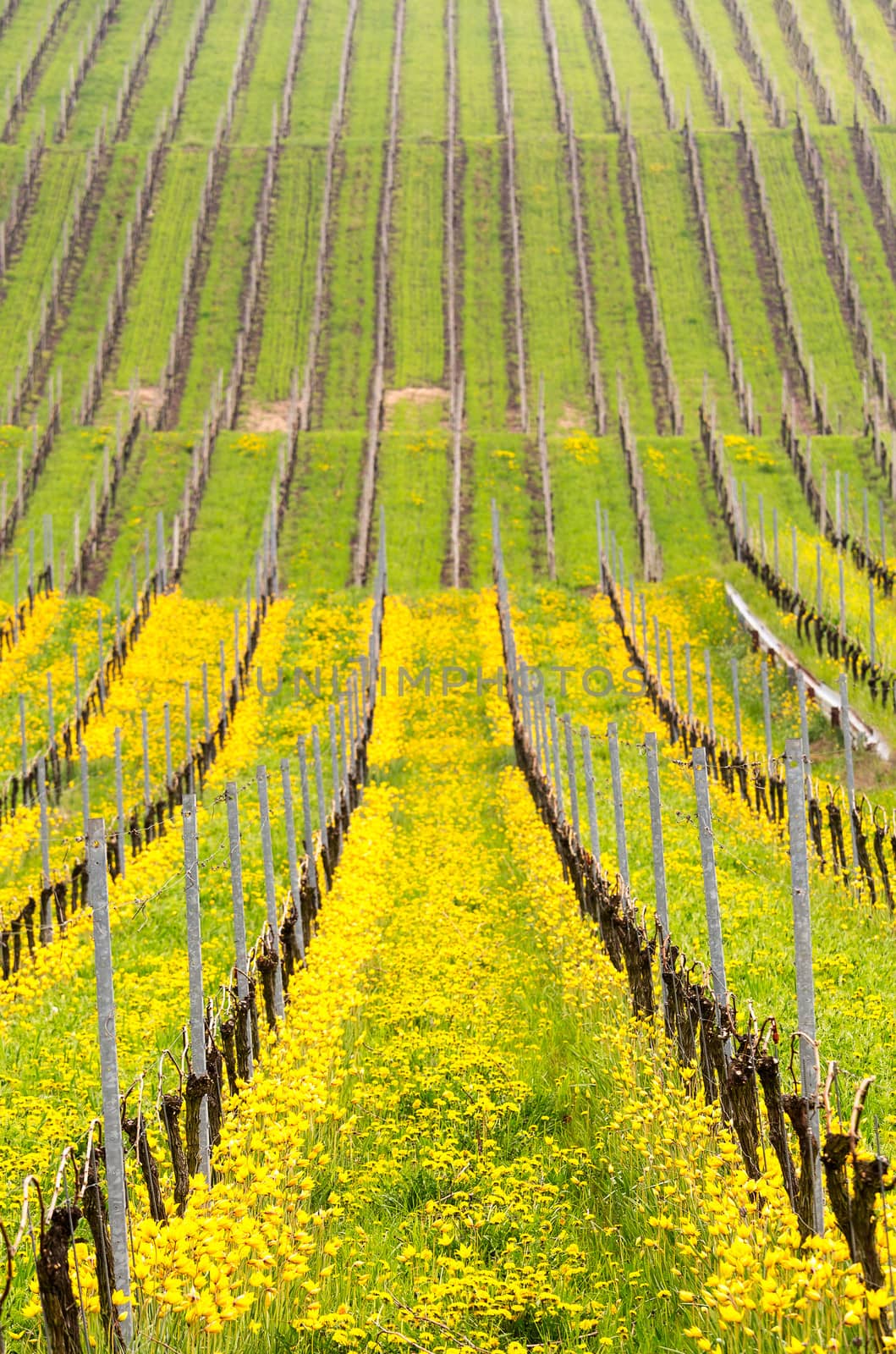 Detail of the blossom of yellow turkish tulip by ancient vine in vineyard in Castell Bavaria Germany in spring when the flowers bloom