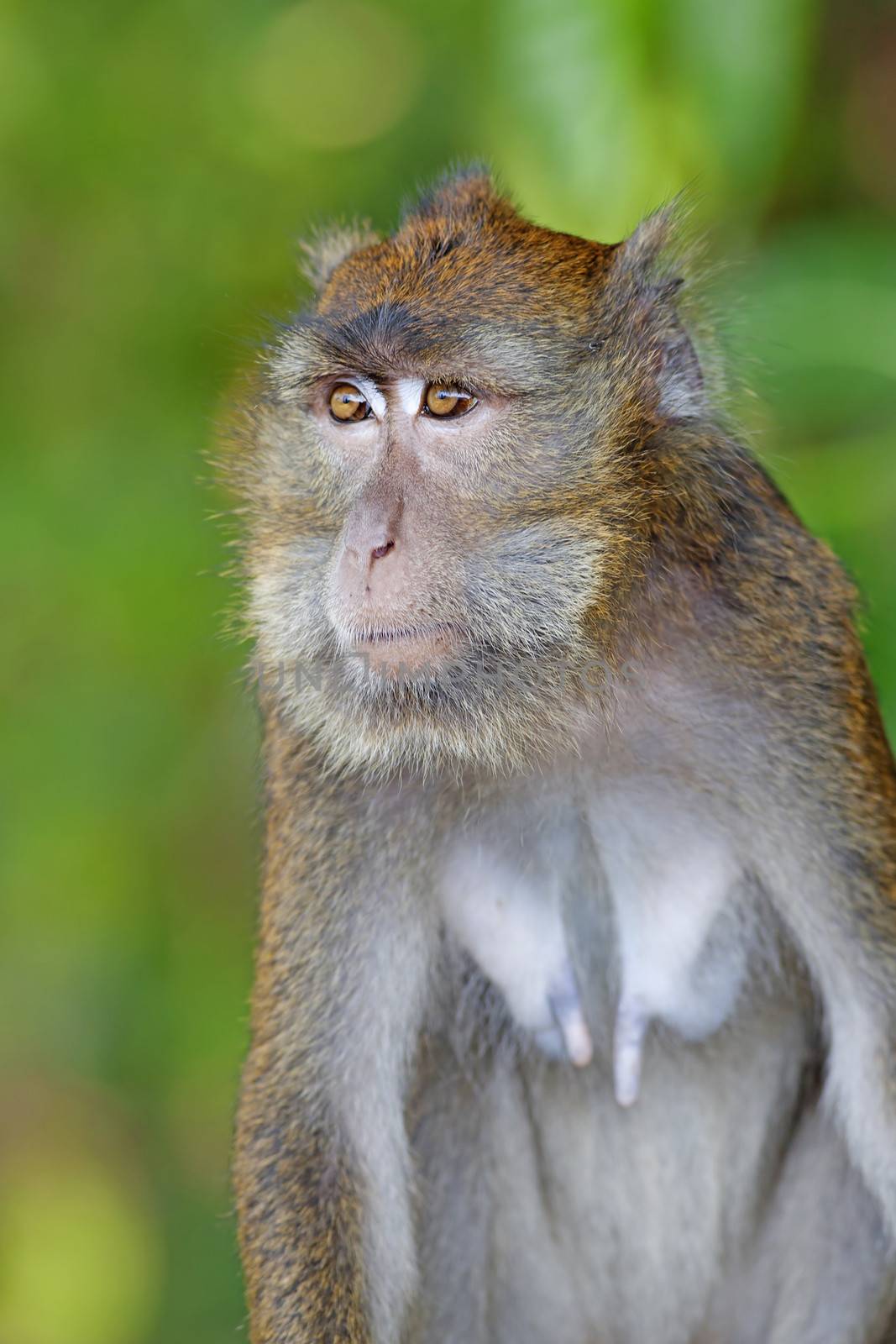 Macaque Monkey by kjorgen