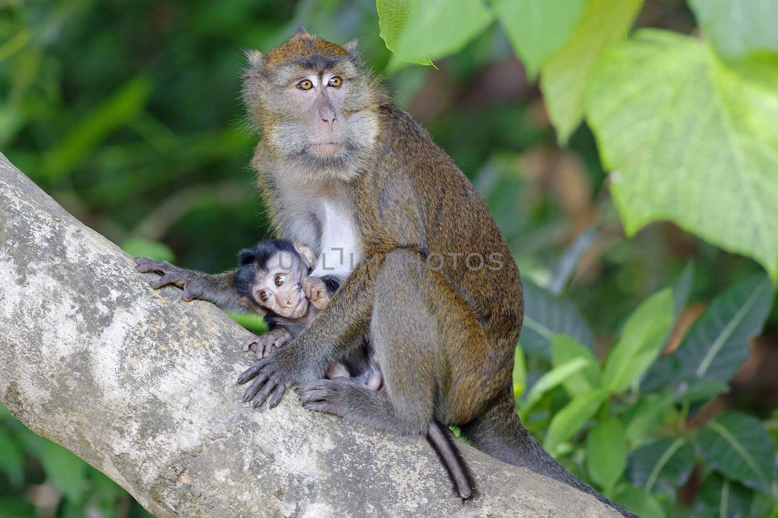 Macaque Monkey in the jungel of Philippines