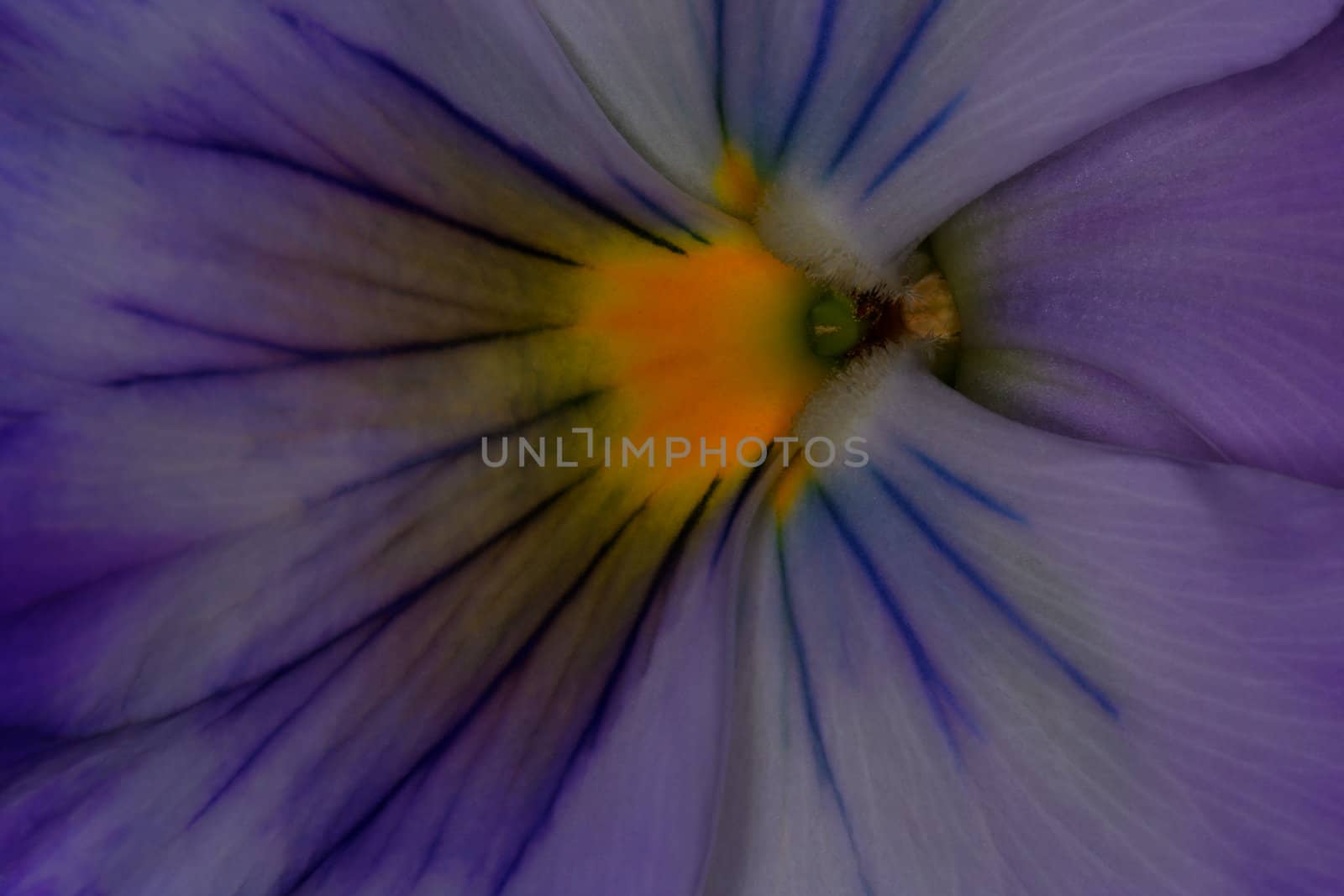 Extreme Closeup of Beautiful Lilac Pansy Violax wittrockiana 