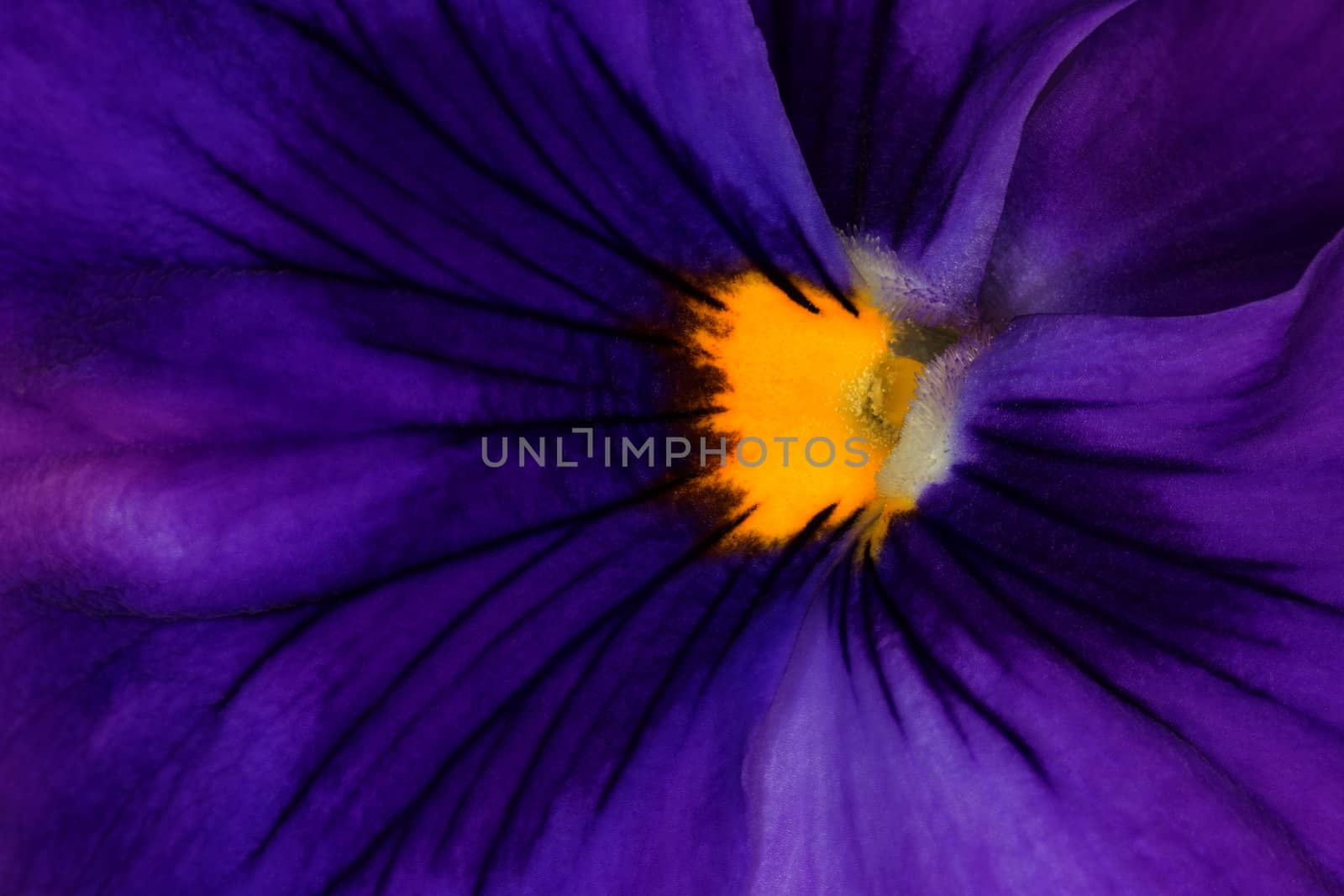 Extreme Closeup of Beautiful Purple Pansy Violax wittrockiana