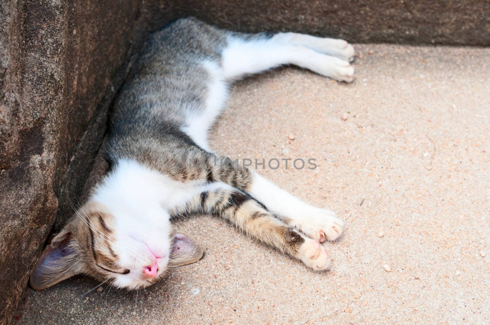 Funny sleeping kitten  by iryna_rasko